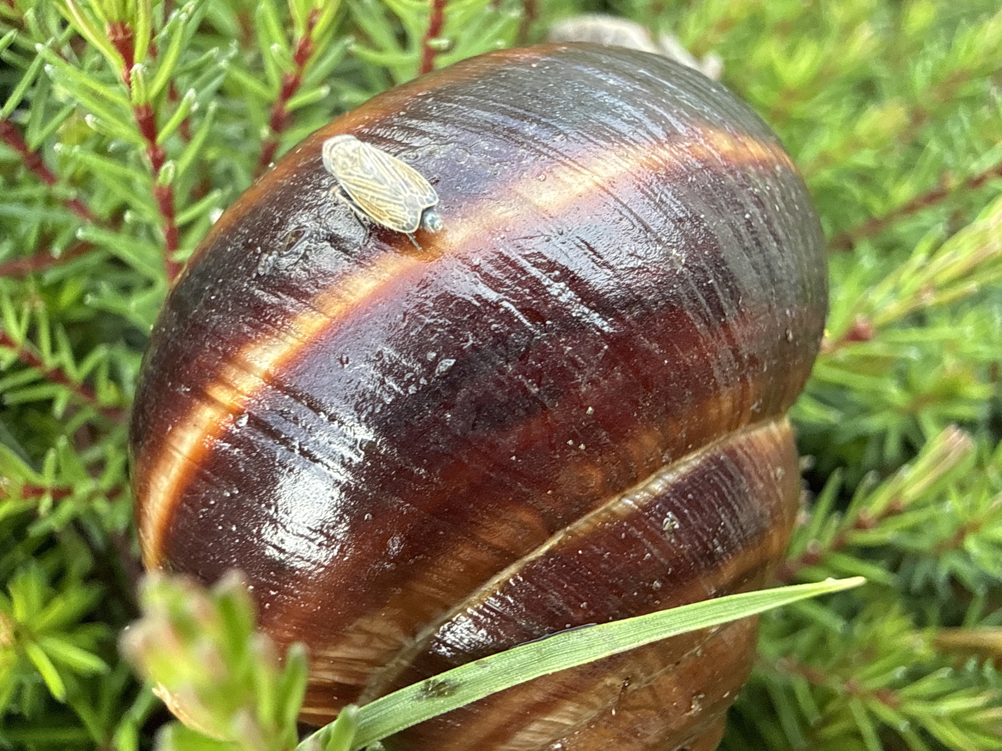 The image is a close-up, high-angle shot of a large, dark brown snail shell with visible spiral patterns and a slightly glossy surface, nestled among green pine needles. A small, light-colored insect with visible wings rests on the upper right portion of the shell. A thin blade of green grass is positioned on the left side, partially obscuring the shell. The background consists of a blur of green and red pine needles, suggesting an outdoor, natural environment. There is no discernible indication of the city of Sulitsa, Bulgaria, or any human presence within the frame.