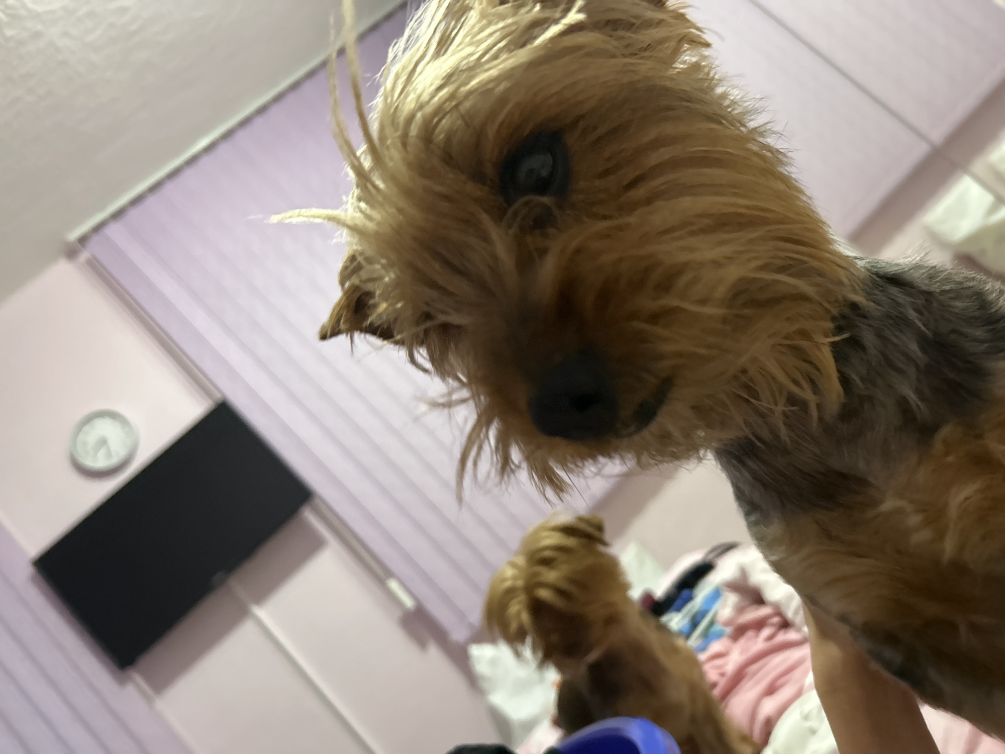This close-up, low-angle image captures two Yorkshire Terriers in an indoor setting, likely a bedroom in Plovdiv, Bulgaria. The dog in the foreground is in sharp focus, looking downwards and slightly to the right, its face filling much of the frame. Its characteristic scruffy, tan and dark brown fur, along with a dark, attentive eye, are prominent.
In the blurred background, a second, similarly-sized Yorkshire Terrier is partially visible, standing further back and out of focus. The room features light pink or lavender walls with vertical blinds or panels. On the left wall, a round, white-faced analog clock and a rectangular black object (possibly a screen or speaker) are mounted. Below the dogs, hints of bedding in shades of pink, white, and blue are discernible, suggesting a bed. A small blue object is also partially visible in the bottom left corner. The lighting appears artificial, creating a cozy, domestic atmosphere. There is no visible text in the image.
