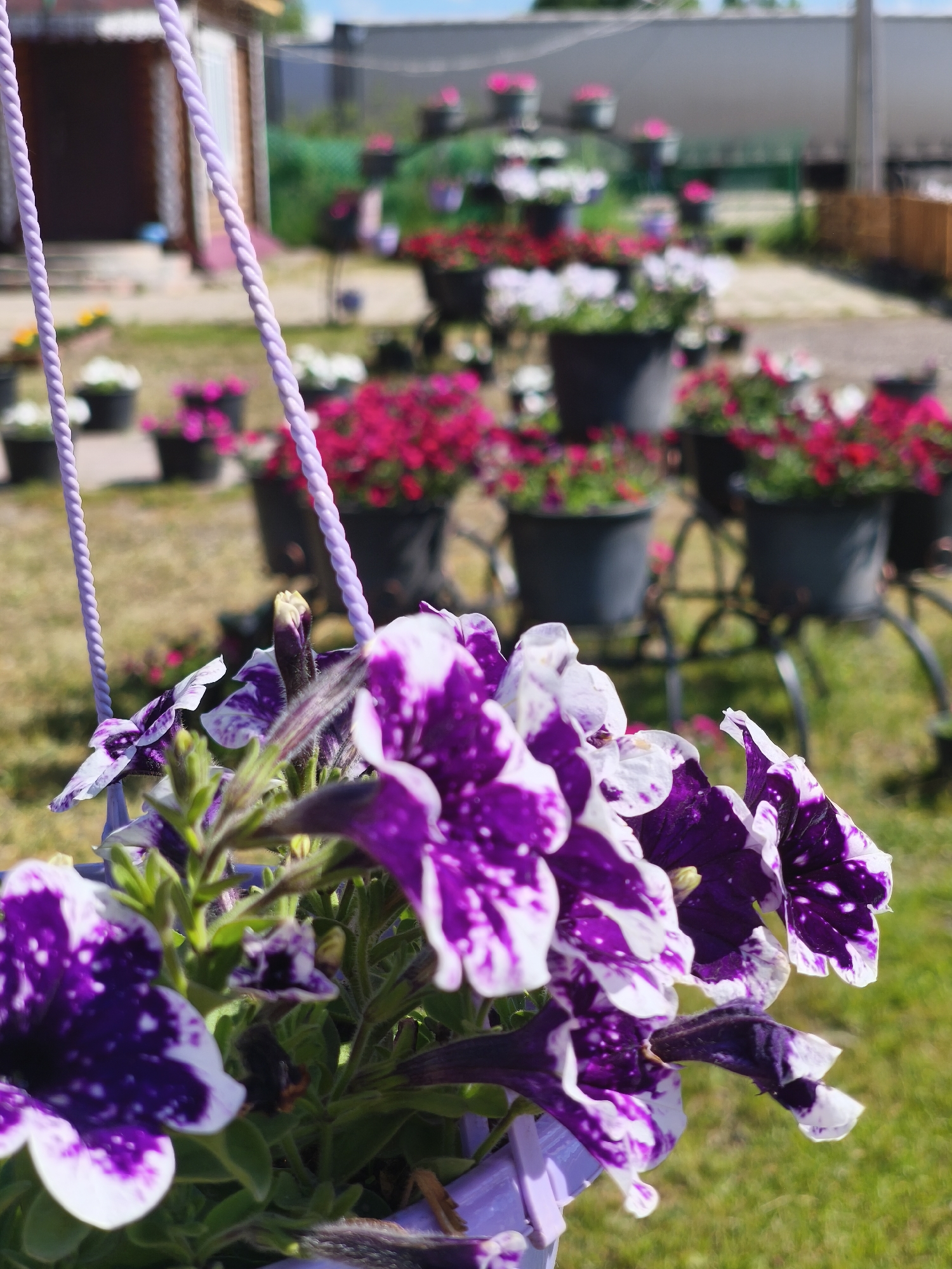 In Kady, Russia, an outdoor scene unfolds with numerous potted flowers, predominantly petunias, displayed in black containers. The foreground is dominated by a cluster of purple and white petunias, with intricate speckled patterns on their petals. These flowers are suspended by a light purple braided cord, suggesting they are hanging baskets. In the mid-ground and background, more potted flowers, including vibrant pink and white varieties, are arranged in rows, some on metal stands. The environment appears to be a garden center or a well-maintained outdoor nursery. A rustic building, possibly a shed or a small house with a red roof, is visible in the upper left background, adding a touch of domestic architecture to the commercial floral display. The ground is covered with green grass and some patches of soil, indicating an outdoor setting bathed in sunlight. The sky is blue with a few scattered clouds. The overall impression is a colorful and lively display of blooming flowers, possibly for sale or as part of a horticultural exhibit.