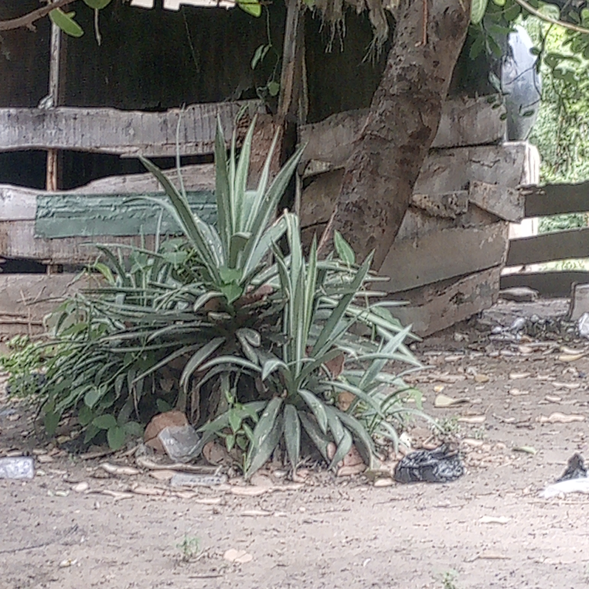 The scene is in Adankolo, Nigeria, and shows a patch of soil and vegetation adjacent to a dilapidated wooden structure. The vegetation is mainly comprised of spiky agave plants with green leaves, accented with pale vertical stripes. The dilapidated structure is composed of unevenly stacked, rough-hewn planks. A tree trunk stands close to the structure. Debris, including pieces of plastic and various unidentifiable objects, litters the foreground soil.