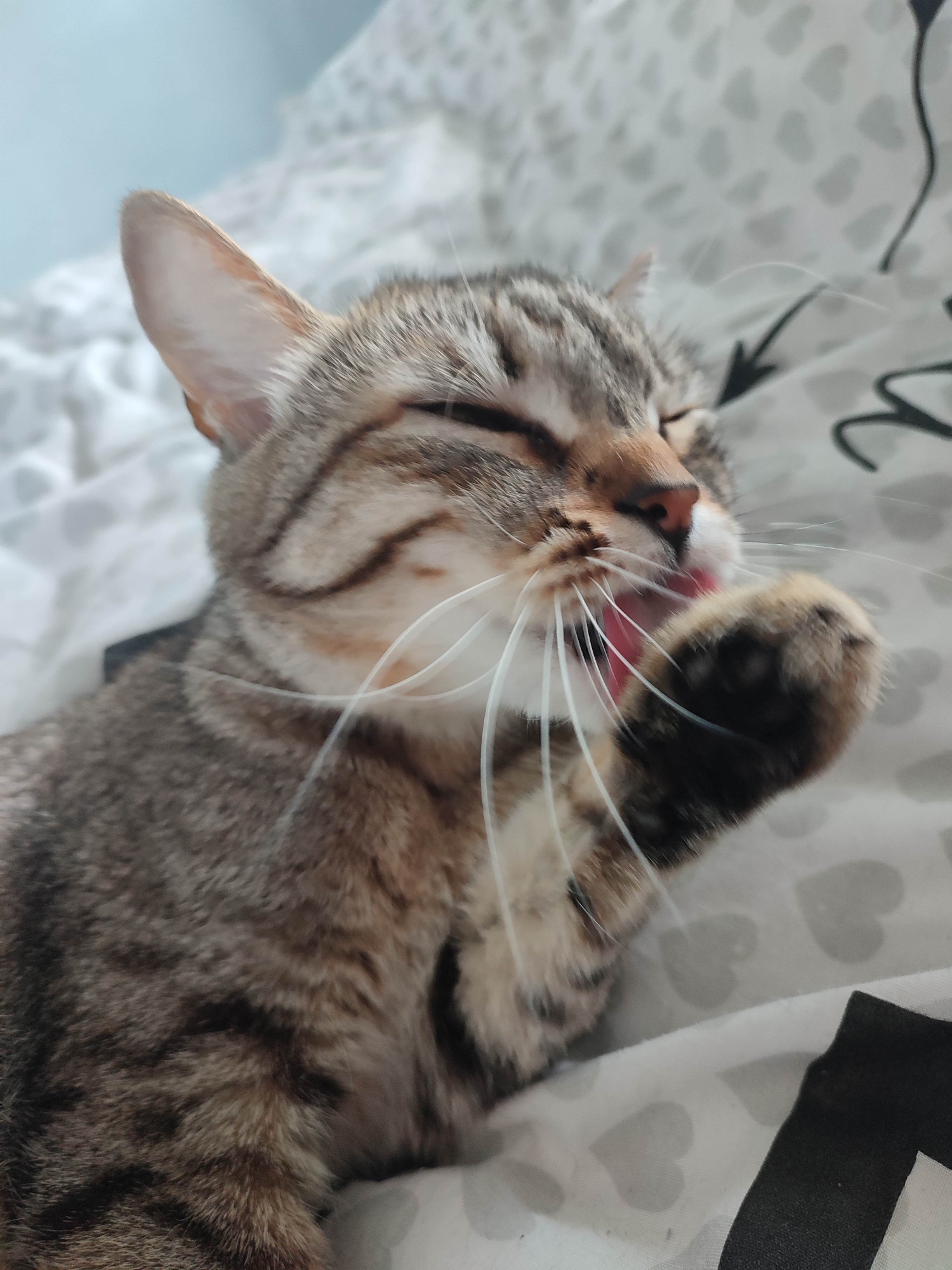 A brown tabby cat is lying on a white bedspread patterned with gray hearts and black arrow designs. The cat is grooming itself, licking its dark-colored paw with its pink tongue. The cat's eyes are closed. The location is unknown.