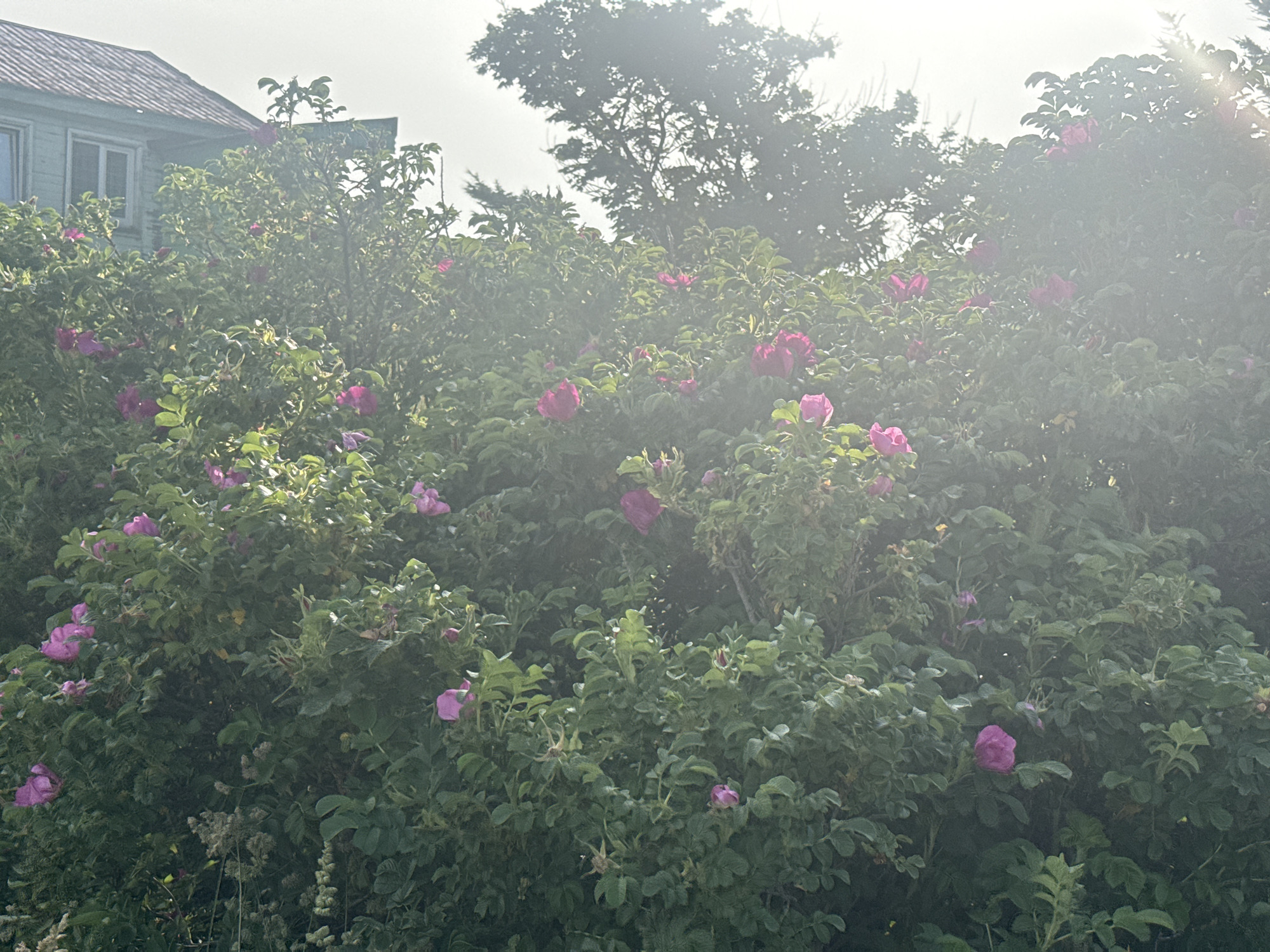 This is a medium-shot, eye-level, natural light outdoor photograph taken in Kuril'sk, Russia. The image features a dense bush covered in pink roses and green leaves. In the upper left corner, the corner of a light blue wooden house with a grey roof is visible. The sky is bright and hazy, suggesting either sunrise or sunset, with sunlight filtering through the trees and the rose bush, creating a lens flare effect. The lower portion of the image shows more foliage and some dry grass stalks. There are no people or animals visible in the frame.