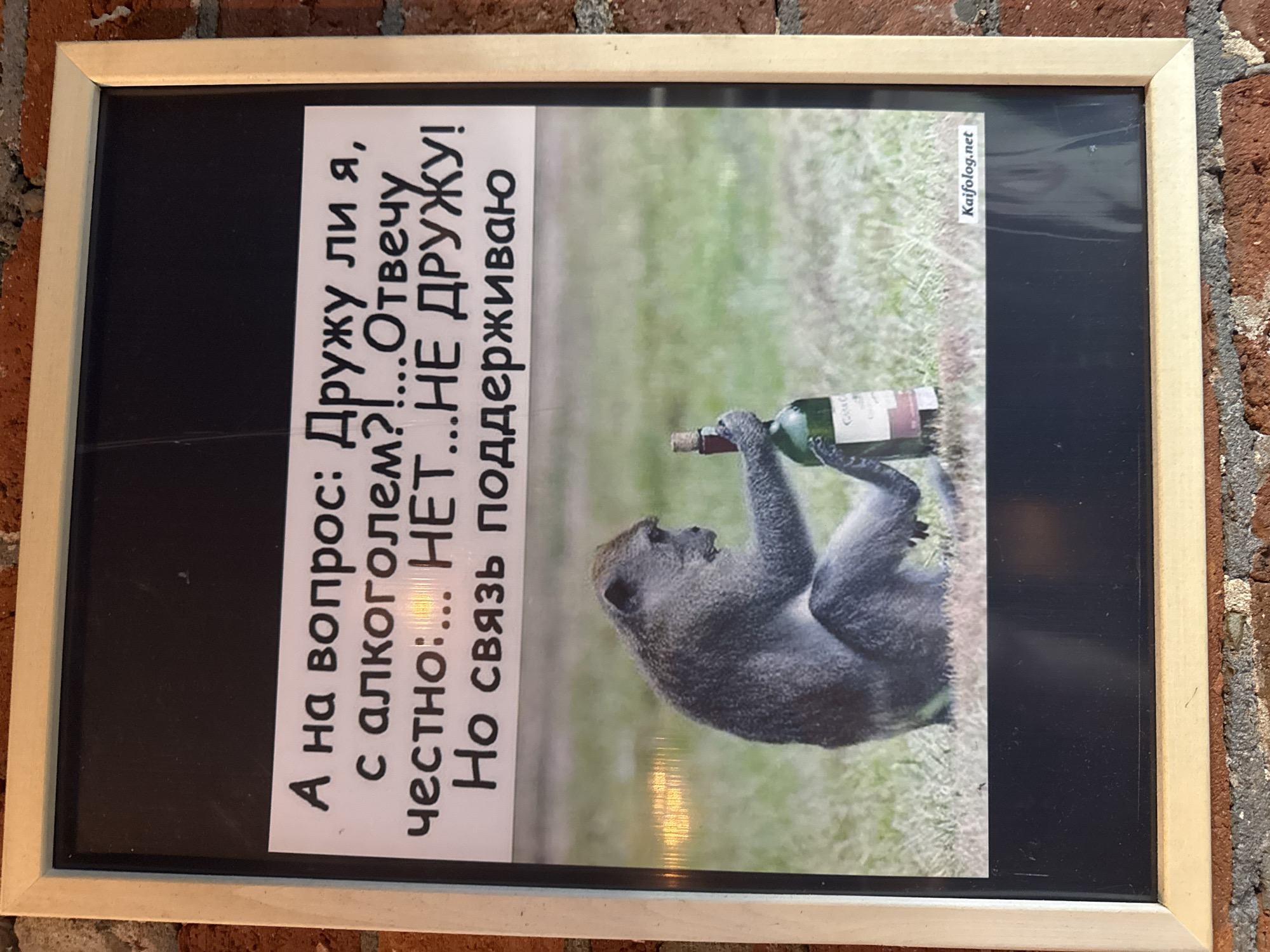 A framed photograph hangs on a brick wall. The photo depicts a monkey lying on grass and holding a green wine bottle with the cork removed. To the left of the monkey is a block of text in Russian which translates to "To the question: Am I friends with alcohol?! I'll answer honestly: ...NO...I'M NOT FRIENDS! But I support the relationship". At the top right of the image is the website "Kaifolog.net". The framing appears to be light wood. The image location isn't mentioned, so that can't be inferred.