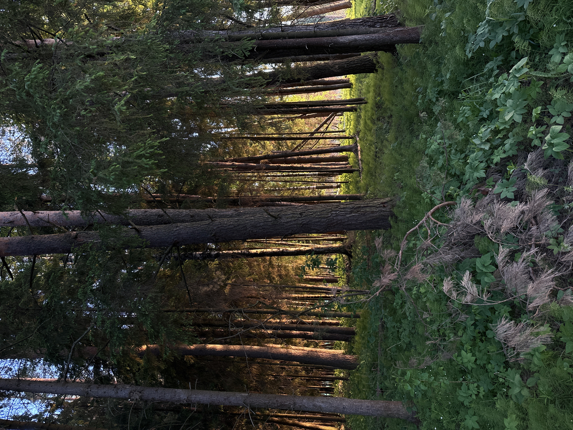 The image shows a view into a forest clearing in Bormist, Russia. Tall, mature trees line either side of a grassy path, creating a corridor of light and shadow. The trees are primarily coniferous, with dark trunks and green foliage. Sunlight filters through the trees, illuminating the path with warm light and casting long shadows. The forest floor is covered in green vegetation. There are no people visible in the image.