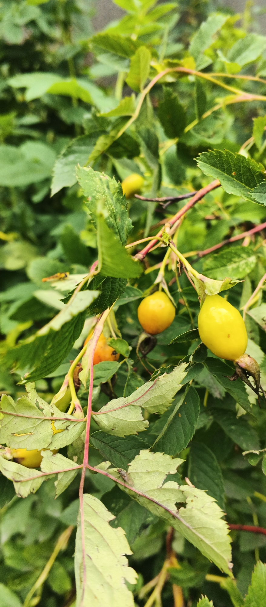 A close-up, vertical, outdoor, daylight shot of ripe rose hips on a bush in Izhevsk, Russia. The rose hips are oval-shaped and a bright yellow to orange color. They are surrounded by green leaves, some of which show signs of insect damage. The branches are thin and reddish-brown. The background is a blur of green foliage. There is a small fly on one of the leaves in the foreground.