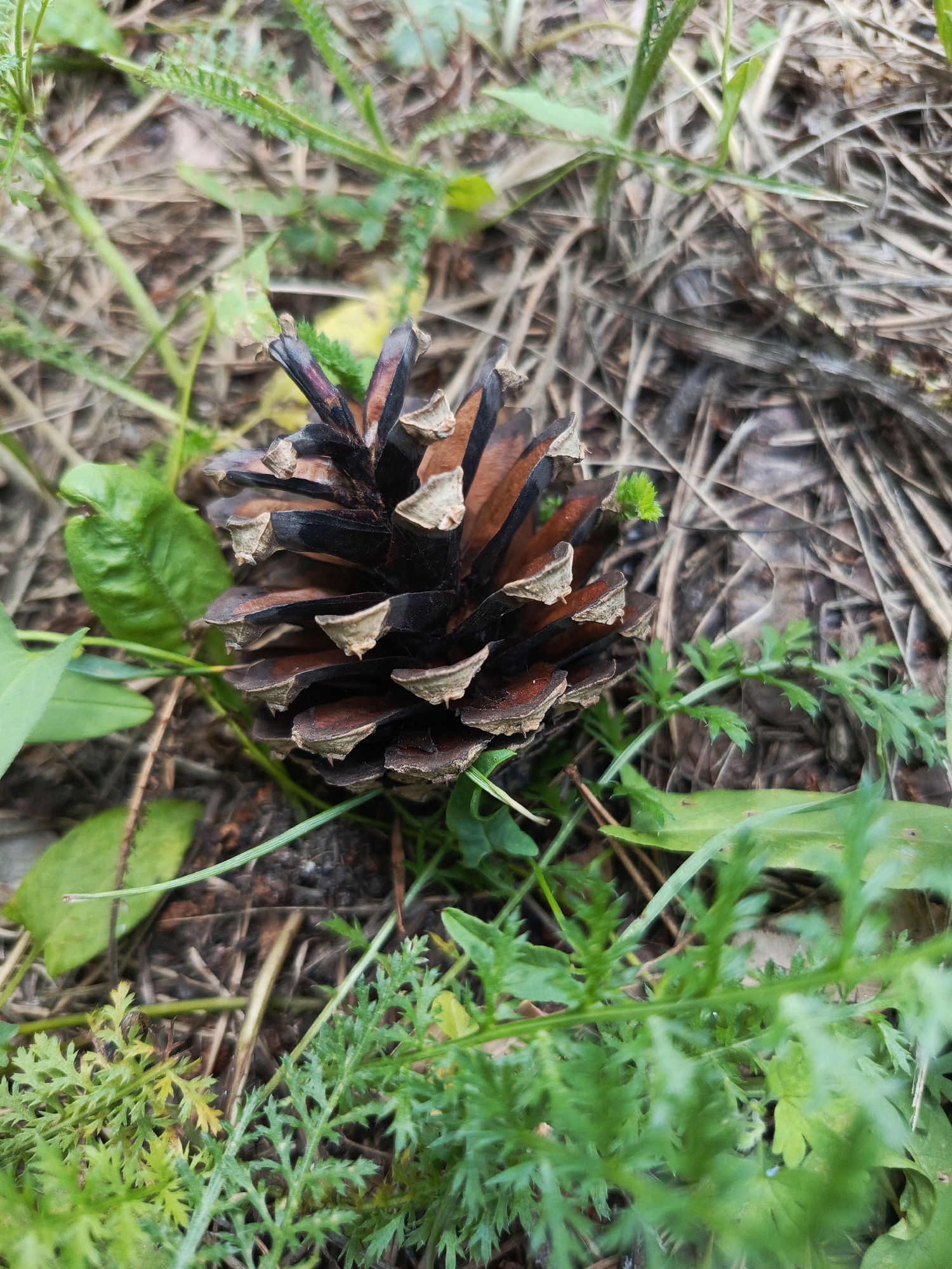 A close-up, eye-level shot captures a pine cone resting on the forest floor in Uryupinsk, Russia. The pine cone, dark brown and red with lighter tips on its scales, is partially surrounded by lush green foliage. Dead leaves and dry grass form the background, creating a natural, outdoorsy scene. The image is sharp and focused on the pine cone, with the surrounding environment slightly blurred.