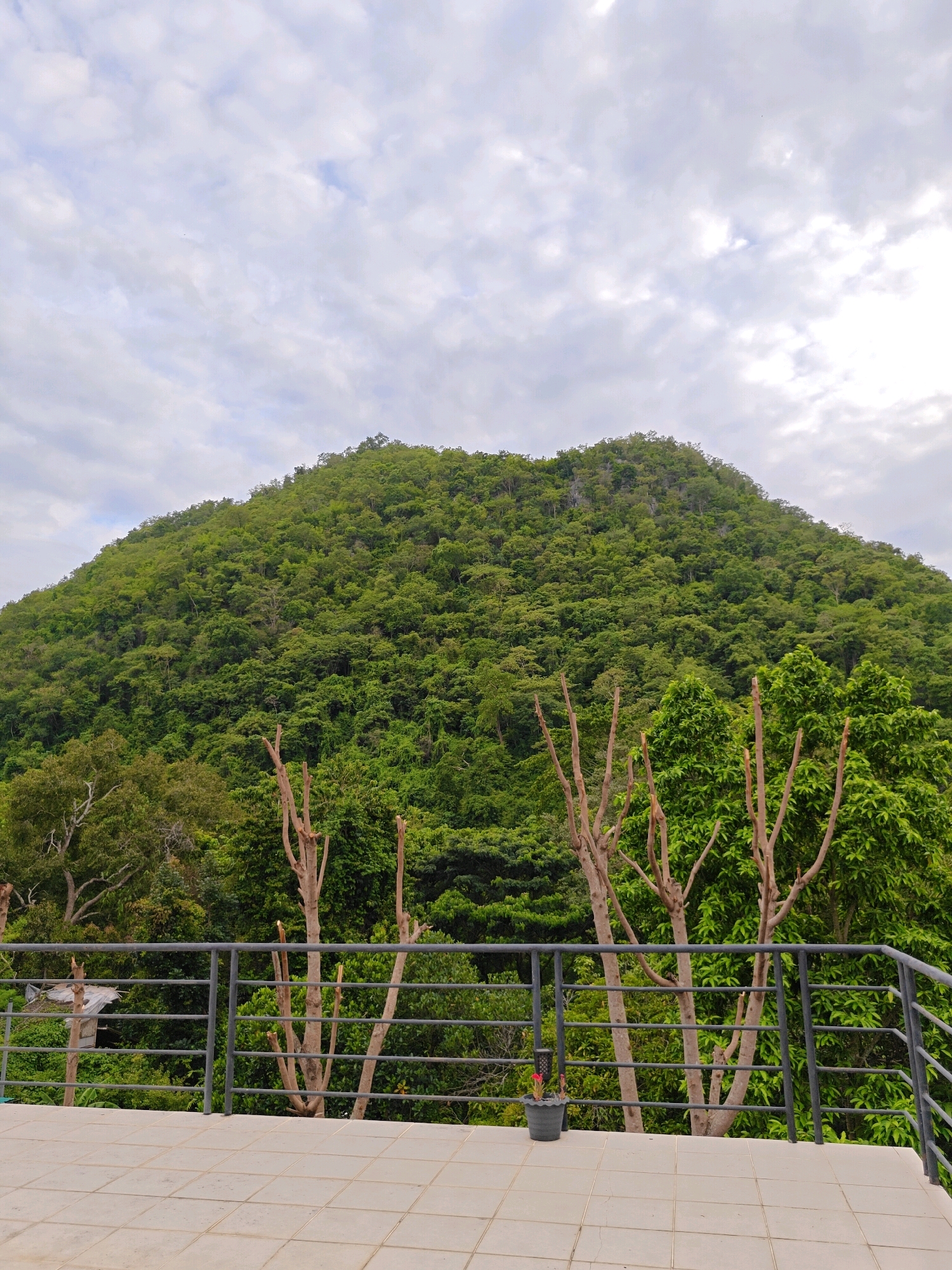 The image shows a view from a paved balcony overlooking a densely forested mountainside under a cloudy sky. In the foreground, there is a grey metal railing. Beyond the railing, several bare, skeletal trees stand prominently, their branches reaching upwards. Behind them, a lush, green mountain dominates the scene, covered in thick vegetation and trees. The sky above is overcast with scattered clouds. A small, dark potted plant with a red flower is visible on the balcony to the left of the bare trees. A small, rudimentary structure with a tin roof can be seen amongst the trees to the left, behind the railing. The location is identified as being in the city of Mu Si, Thailand.