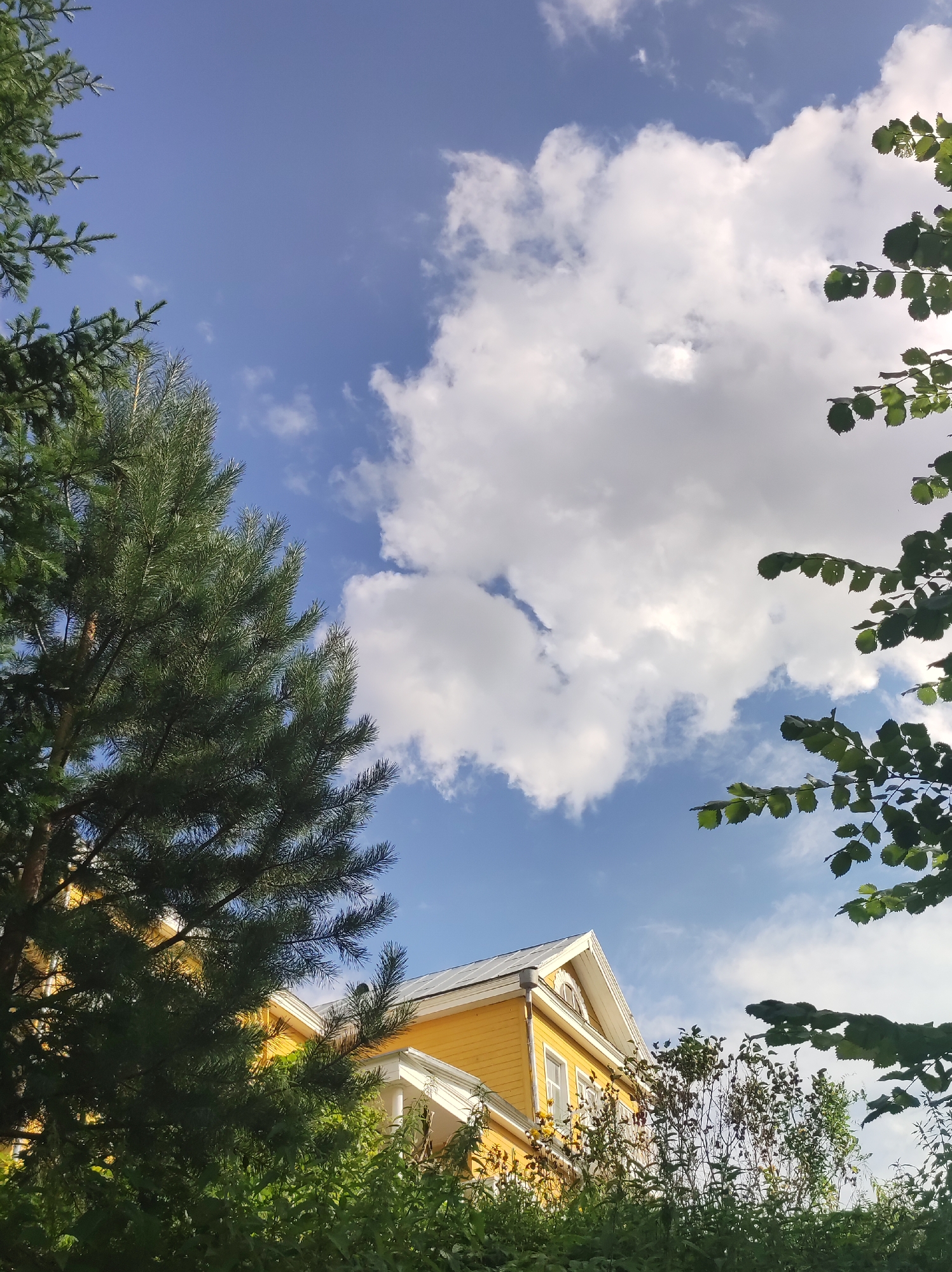 This is a low-angle, full-shot, vertical, outdoor photograph taken in Zhigalki, Russia. The image features a bright yellow, two-story house with a grey metal roof, partially obscured by lush green foliage in the foreground. The house has white trim around its windows and an arched window on the upper level under the gable. The sky is a vibrant blue with scattered white clouds. Evergreen trees, including a large pine tree on the left, frame the scene, with deciduous tree branches visible on the right. The overall impression is one of a residential home surrounded by nature on a sunny day.