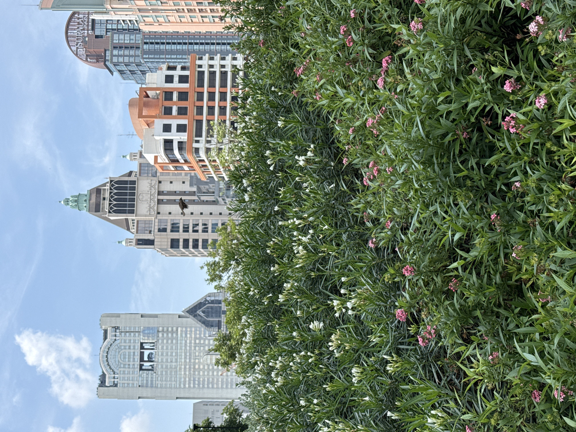 The image shows a row of modern buildings in Bangkok, Thailand, partially obscured by a large bush with green leaves and small pink and white flowers. The buildings vary in height and architectural style, including glass towers and structures with orange and white facades. The sky is blue with some clouds.