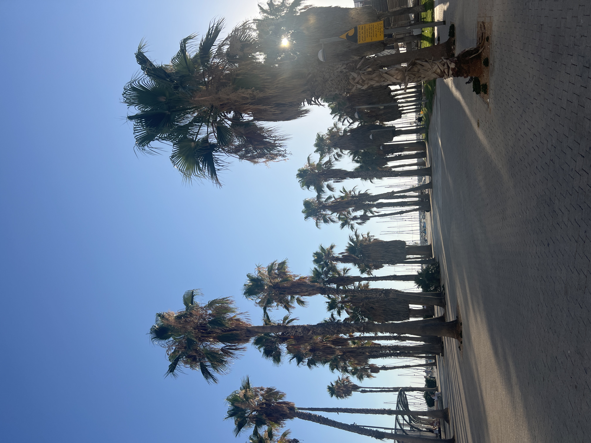 The image depicts a sun-drenched promenade lined with numerous palm trees, casting long shadows on a paved walkway. In the background, masts of sailboats are visible, suggesting a harbor or marina. A yellow sign with text in Hebrew and what appears to be an ocean wave symbol is mounted on a pole near the right edge of the frame, indicating a tsunami warning or hazard zone. The sky is clear and blue, and the overall atmosphere is serene, typical of a seaside location. The scene is situated along the Tel Aviv promenade, likely near the Jaffa port area, a popular spot for both locals and tourists.