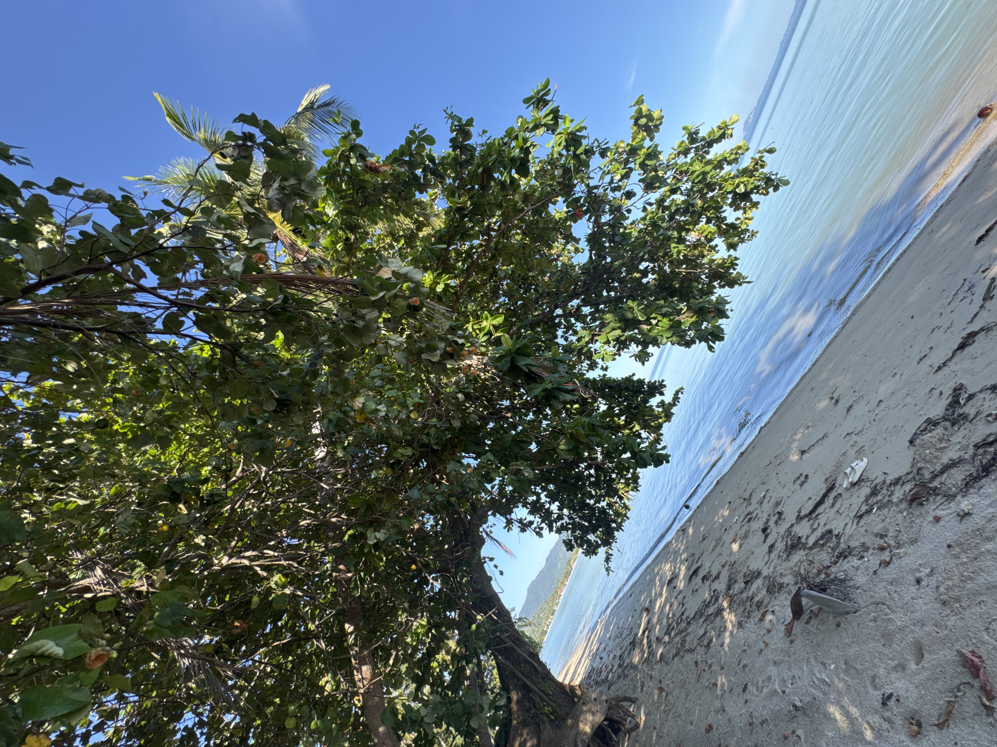 The image depicts a serene beach scene under a clear blue sky in Ko Phangan, Thailand. In the foreground, a large tree with lush green foliage extends its branches over the sandy shore. The sand is light-colored and appears undisturbed, with a scattering of dried leaves and debris. The gentle waves of the ocean create a calm expanse of blue water that meets the horizon, where faint outlines of distant hills or islands can be seen. A single white sandal lies on the sand near the water's edge. The composition is dominated by natural elements, emphasizing the tranquil beauty of the tropical location.