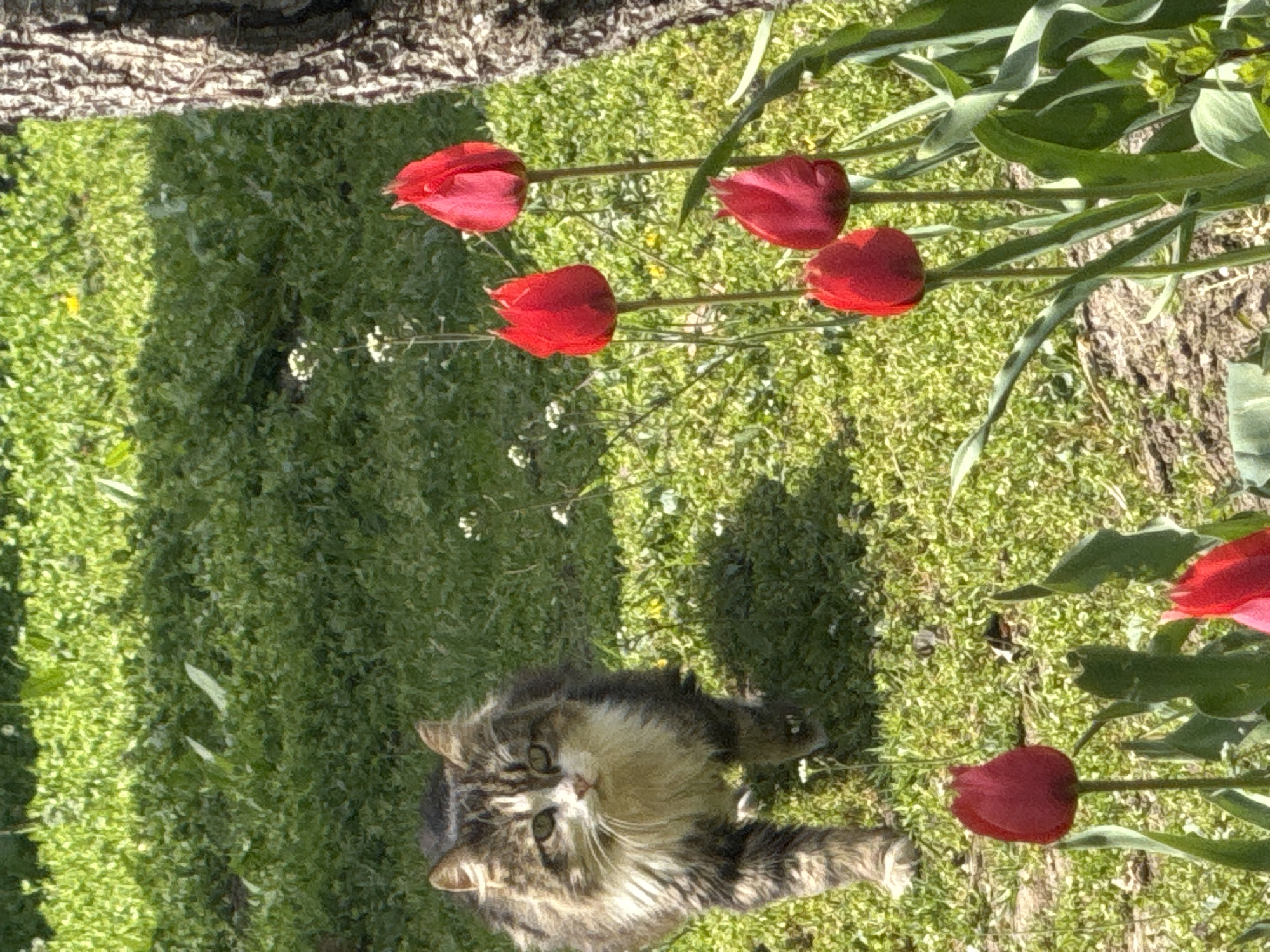 A medium-long-haired cat with brown and white fur lies on green grass in what appears to be a garden. Red tulips are scattered throughout the scene. A tree trunk is visible in the upper left corner. The cat is looking up towards the camera. The location in the city of Krushovitsa, Bulgaria, is not determinable from the image.