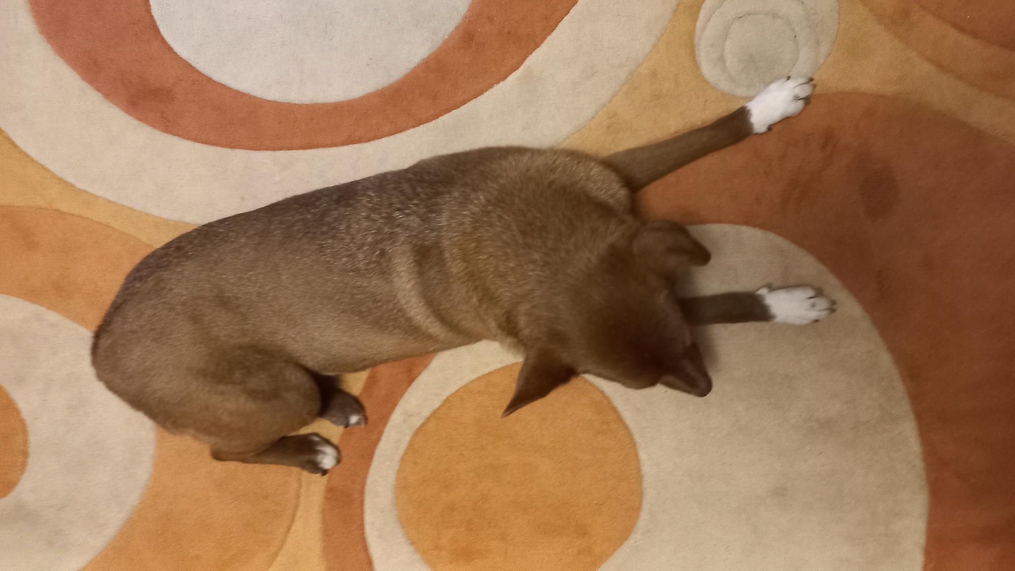 An overhead shot captures a small-to-medium sized dog lying stretched out on a patterned rug indoors. The dog has short, brownish-grey fur and distinctive white paws, with a white tip on its tail. It is in a relaxed, elongated pose, with its front legs extended forward and its hind legs stretched backward, suggesting a deep stretch or a "play bow" posture. Its head is lowered, facing the rug.
The rug features a modern, abstract design with wide, curving bands and circular shapes in a warm color palette, including shades of cream, beige, orange, and reddish-brown. The lighting is soft and ambient, casting subtle shadows from the dog onto the rug, indicating an indoor setting, likely a home. No text is visible in the image. The scene conveys a sense of domestic comfort and the dog's relaxed state.