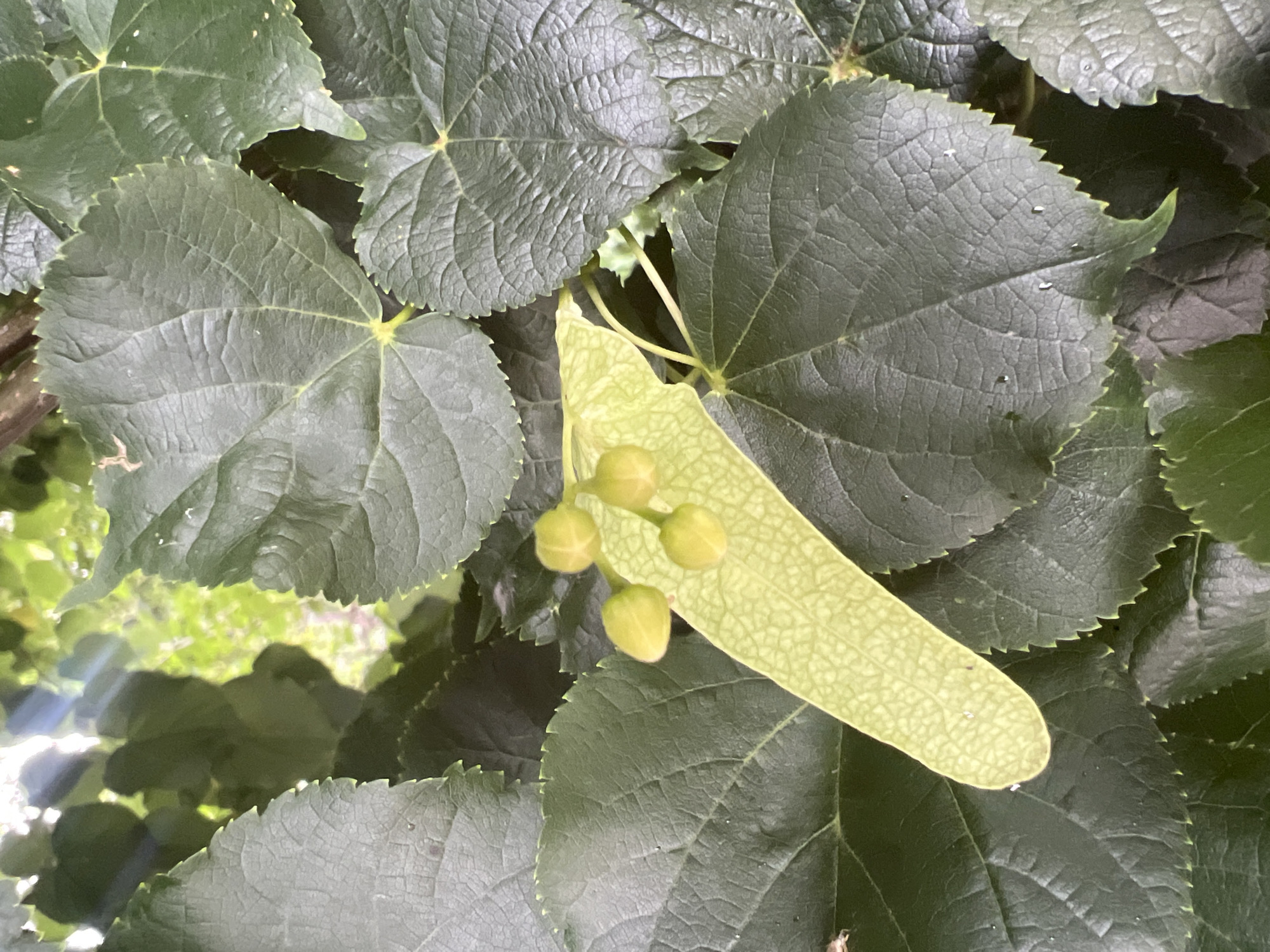 A close-up shot captures a cluster of small, yellowish-green flower buds and a single, elongated bract-like leaf with a delicate veined pattern, all nestled amongst dark green, serrated leaves. The leaves exhibit a rough, textured surface with visible veins radiating from the center. Sunlight filters through the foliage from above, creating bright highlights and casting subtle shadows. The scene is set in an outdoor environment, likely a garden or natural area, with no indication of urban infrastructure or human presence. The image is a static, naturalistic depiction of a flowering plant.