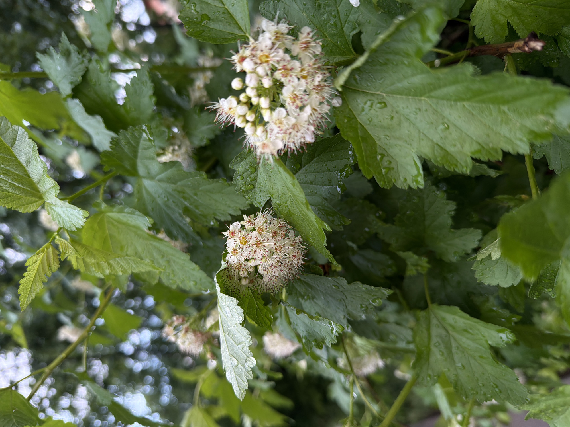 The image captures a close-up view of a flowering plant, likely a shrub or small tree, displaying lush green foliage and clusters of small white blossoms. The leaves are prominent, featuring visible veins and serrated edges, and are covered with numerous small water droplets, suggesting recent rain or heavy dew.
The flowers are arranged in dense, rounded clusters. Each individual flower is tiny and white, with distinct stamens that have reddish-brown tips, giving the overall flower cluster a speckled appearance. Two primary clusters of flowers are visible in the foreground, with more blurred clusters in the background.
The background is softly out of focus, showing a bokeh effect with bright, diffused light spots interspersed among blurred green foliage, indicating an outdoor setting, possibly under an overcast sky or in dappled shade. The scene evokes a sense of natural freshness and detail. There is no visible text in the image. The location is Chaikovsky, Russia.