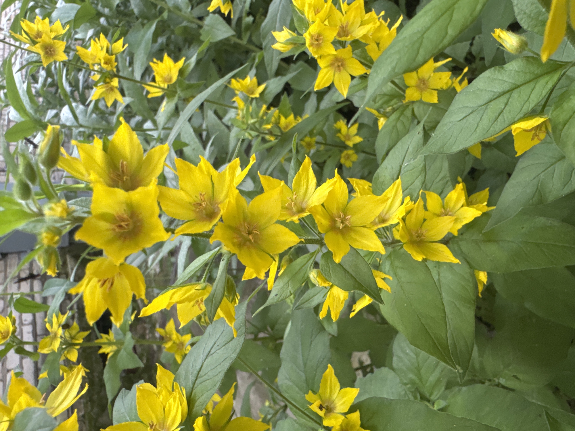 A close-up, eye-level shot captures a cluster of yellow flowers with five petals each, their centers appearing slightly darker. The flowers are predominantly in focus, with some buds visible. They are surrounded by lush green leaves, some of which are also in focus while others are blurred, creating a depth-of-field effect. In the background, a blurred brick wall is visible, suggesting an outdoor setting. The image is taken during daylight. The scene is located in Kuzmolovskiy, Russia.