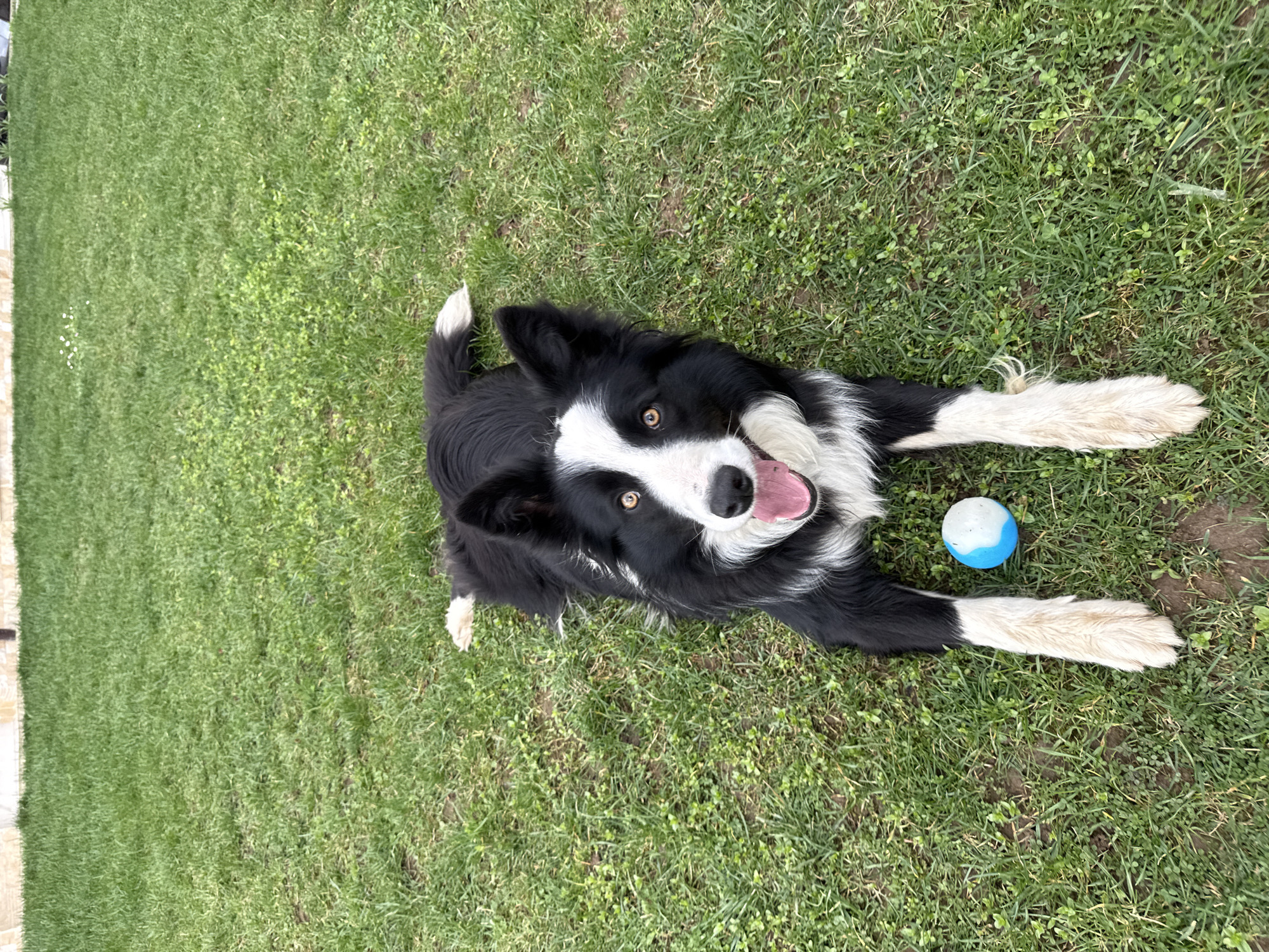 The image displays a black and white canine, consistent with a Border Collie breed, lying prone on a grass lawn in Berkovitsa, Bulgaria. The animal's head is oriented towards the camera, with its mouth open, exposing a pink tongue. Its eyes are amber-brown. White fur marks the dog's forehead, muzzle, chest, and all four paws; the remaining fur is predominantly black. A small, spherical toy, colored blue and white, rests on the grass between the dog's forelegs. The ground cover consists of green grass, interspersed with broadleaf weeds. A light-colored horizontal structure, likely a fence or wall, is partially visible in the blurred background, with a dark vertical post to its right.