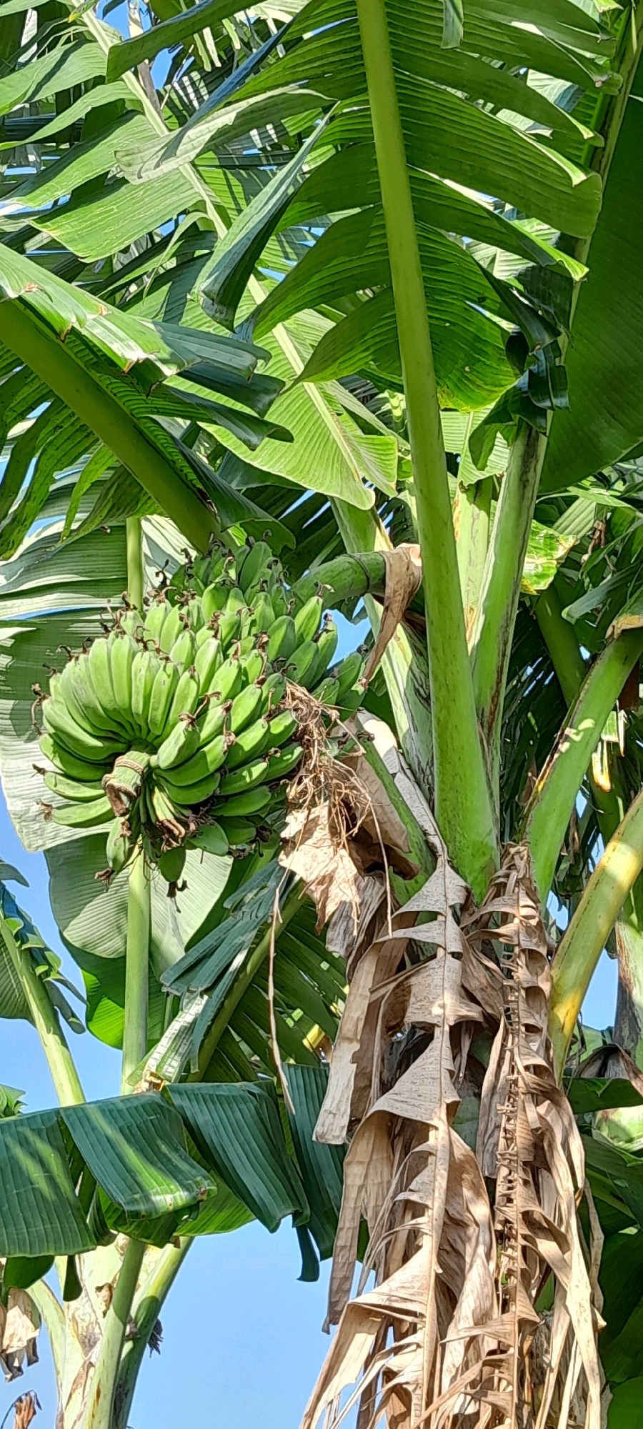 An image shows a close-up view of a banana tree with a bunch of green, unripe bananas hanging from it. The bananas are tightly clustered together and have a slightly curved shape. The leaves of the banana tree are large and green, some of them are partially dried and brown, adding to the natural look of the scene. The trunk of the tree is thick and green, with some dried leaves wrapped around it. The sky in the background is a clear, bright blue, indicating a sunny day. The image appears to be taken outdoors in a tropical or subtropical environment. There are no people or animals visible in the image. The focus is entirely on the banana tree and its fruit, highlighting the natural beauty and abundance of the tropical flora. There is no information in the image to suggest it is located in Bendungan, Indonesia; this information is provided as external context for the description.