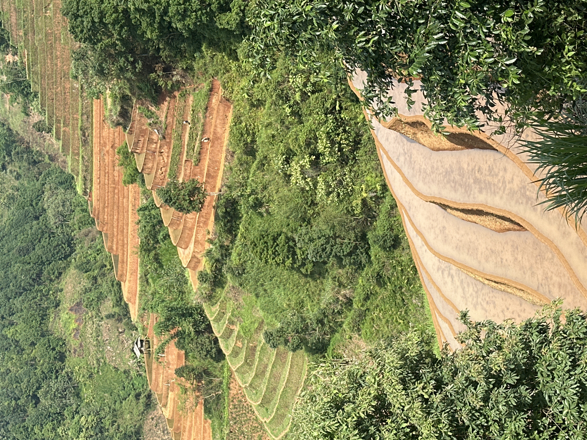 The image displays a verdant and expansive landscape featuring extensive rice terraces carved into steep mountain slopes, typical of Lao Chai, Vietnam. The scene is dominated by intricate agricultural patterns and lush natural foliage.
On the right side of the frame, a prominent section of terraced paddies is partially visible, appearing to be filled with water, giving them a lighter, beige-brown tone and distinct, curving edges. These terraces are framed by dense green trees and bushes in the foreground and along the upper edge of the image.
Towards the center and extending to the left, numerous rows of terraced fields stretch across the hillsides. These terraces vary in appearance; some show rich, earthy brown soil, suggesting they are either freshly tilled, fallow, or recently planted. Others are covered in green vegetation. The arrangement of these terraces suggests a meticulous and organized system of agriculture.
Dense, deep green trees and shrubs cover the areas between the terraced sections and the steeper, uncultivated parts of the mountains, creating a rich tapestry of green. In some of the cropped views, small, white, indistinct specks can be observed within the terraced fields, which may be birds such as ducks or geese. A very small, simple structure, possibly a shack or shelter, is faintly visible amidst the greenery and terraces on the mid-left side.
The lighting indicates a clear day, likely morning or late afternoon, with bright sunshine illuminating the landscape and highlighting the distinct layers of the terraces. There are no visible clouds. The overall scene conveys the scale of human effort in shaping the mountainous terrain for rice cultivation, coexisting with the natural environment. No text is visible in the image.