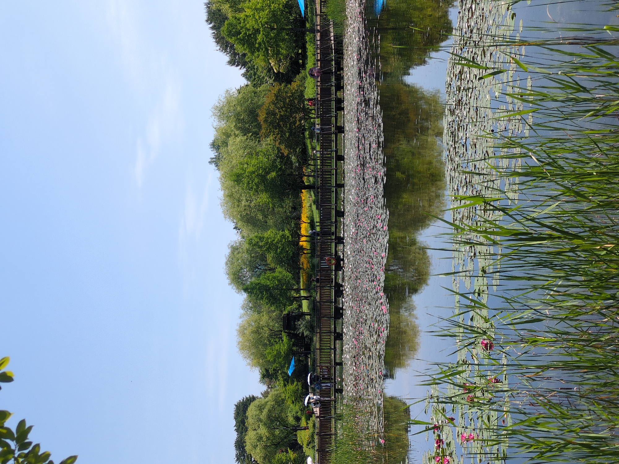 A serene, sunlit scene captures a wooden boardwalk stretching across a lotus-covered pond at the Hanbat Arboretum in Daejeon, South Korea. The boardwalk is lined with trees on one side, reflecting on the water's surface. Pink and white lotus flowers dominate the pond's surface, interspersed with green lily pads. Tall green reeds grow along the water's edge in the foreground. A few people can be seen on the boardwalk, some with umbrellas, enjoying the tranquil environment. The sky is blue with a few wisps of clouds.