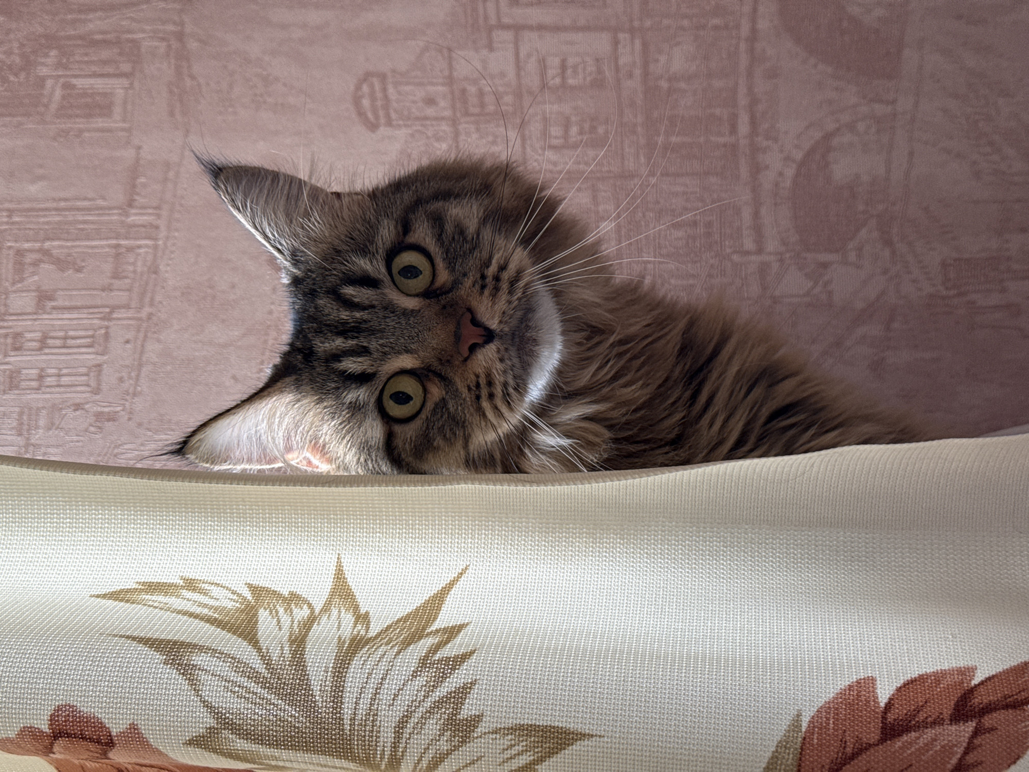 A medium shot depicts a tabby cat lying on what appears to be a cushion or piece of furniture with a floral pattern. The cat has wide, round, yellow-green eyes, a pink nose, and a curious expression. The cat is positioned so that its head is tilted slightly, giving the viewer a direct gaze. The background is a light pink patterned wallpaper. The lighting in the scene is soft and diffused. There is no evidence to suggest that the location is in Sludka, Russia. The information about the location is not confirmable from the content of the image.