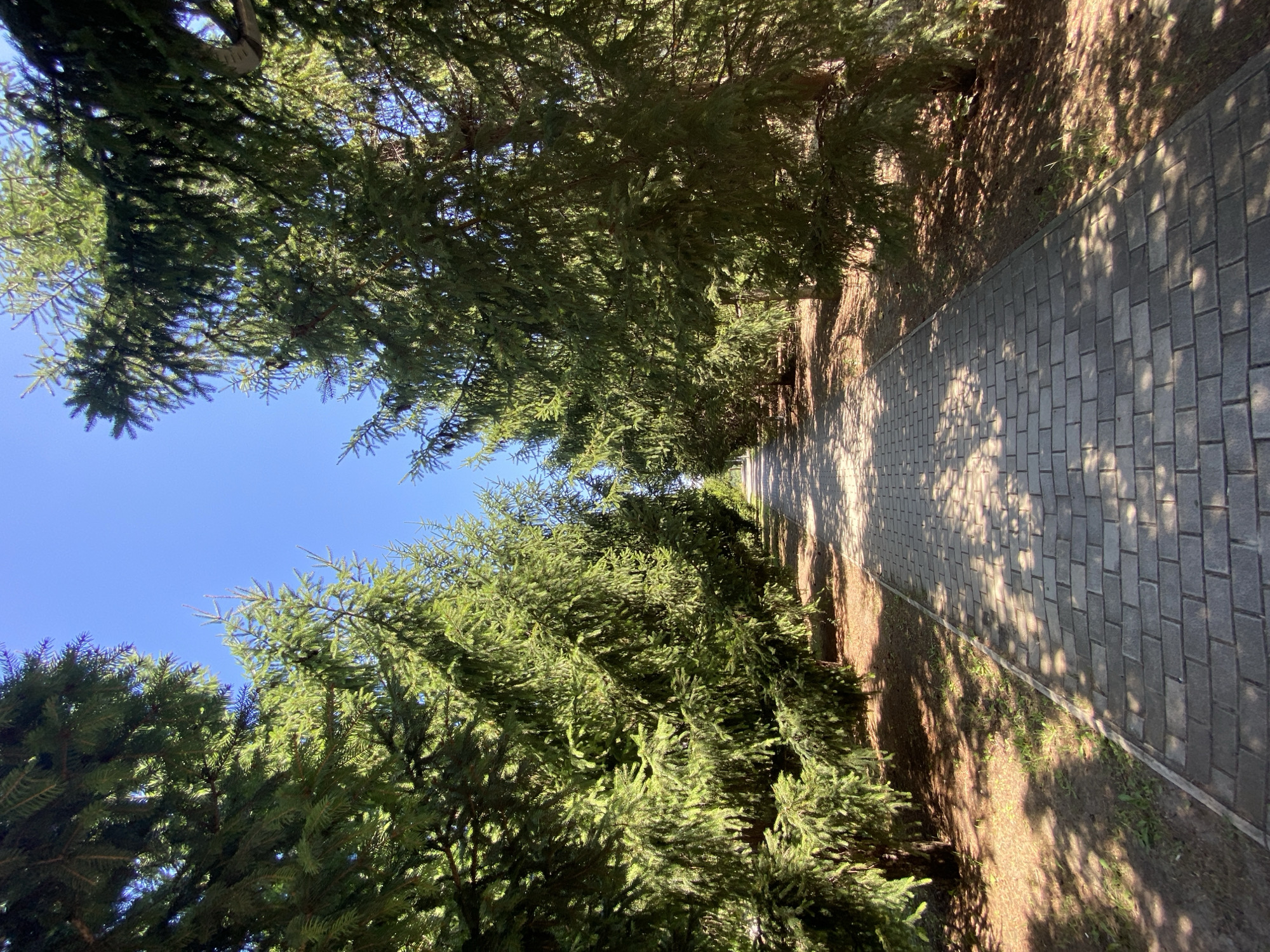 The image depicts a paved pathway lined with tall evergreen trees, likely spruce or fir, on both sides. The path is constructed of gray interlocking pavers and is illuminated by dappled sunlight filtering through the dense foliage of the trees, creating a pattern of light and shadow on the ground. The pathway recedes into the distance, suggesting a sense of depth and leading the viewer's eye towards a vanishing point. The surrounding ground appears to be covered with dry soil, some sparse grass, and fallen pine needles. The sky above is a clear, vibrant blue. The trees are lush and green, with their branches extending over the pathway. The overall scene suggests an outdoor recreational area, such as a park or a well-maintained garden, possibly within the city of Chișinău, Moldova, given the context of the query. There are no people or animals visible in the image, and no specific actions or interactions are taking place. The environment is natural, serene, and well-ordered.