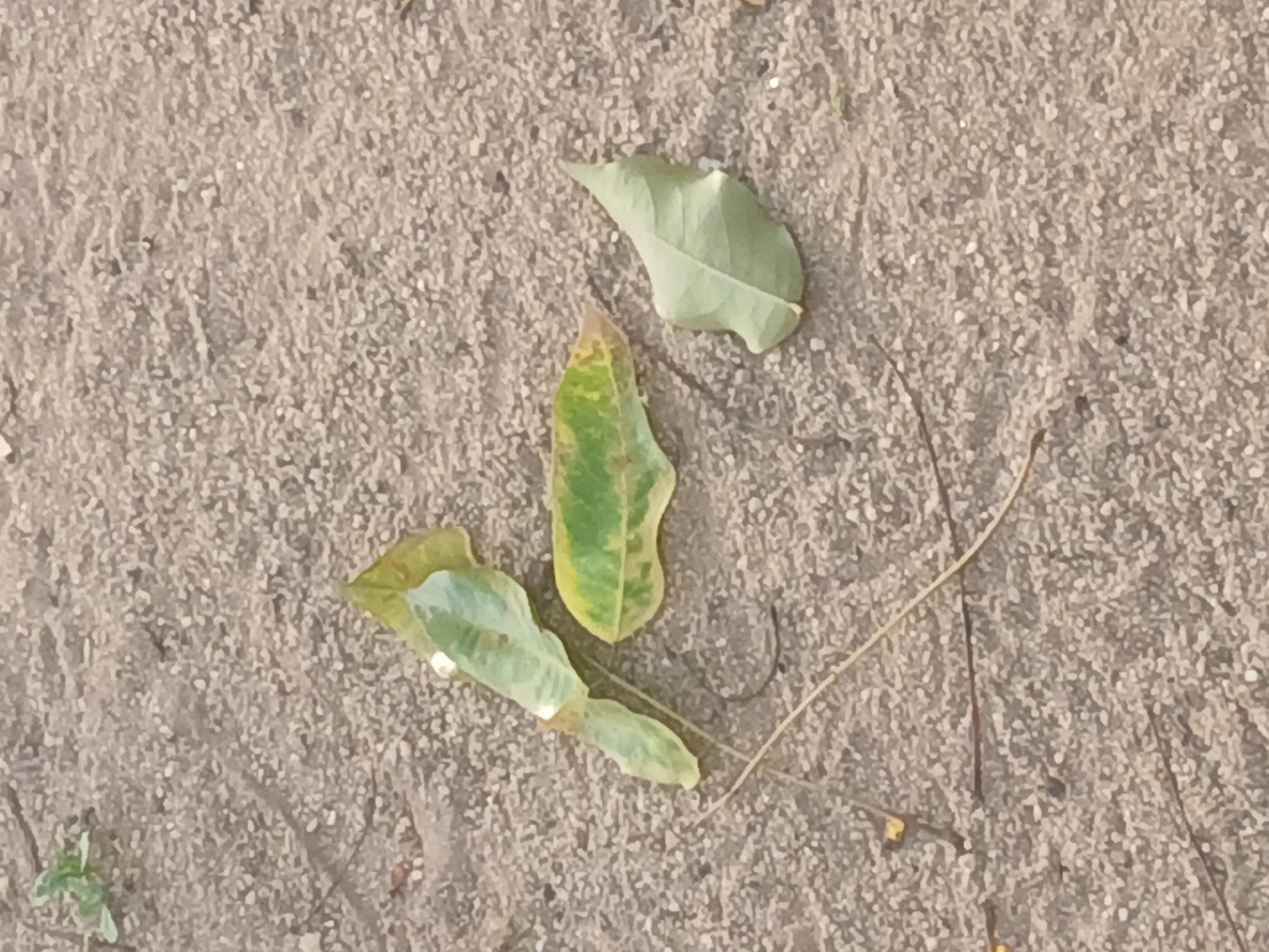 The image depicts three leaves and a thin twig on a sandy surface. The leaves are discolored, showing signs of decay. The sandy surface appears to be a sidewalk or a ground covering. The location is unknown, but the prompt suggests it is Ciudad Guayana, Venezuela. There are no people or signs of human activity visible. The environment appears arid or dry.