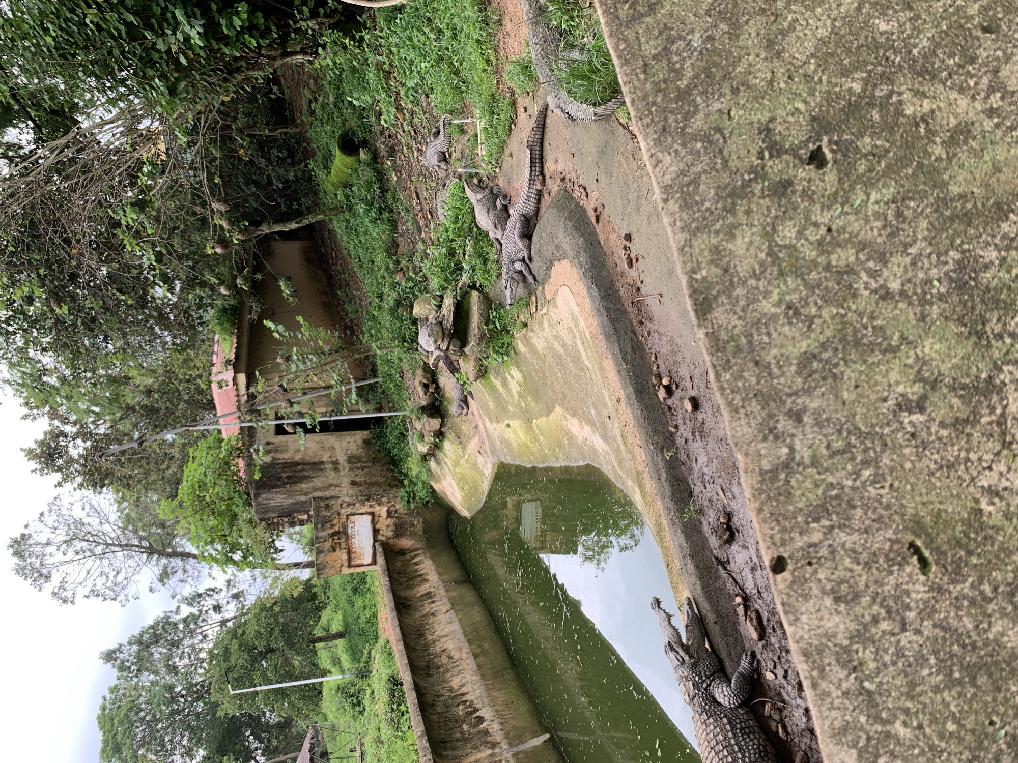 The image depicts the interior of a crocodile enclosure at the Jos Zoological Garden in Jos, Nigeria. The enclosure is a U-shaped concrete pool filled with murky green water. The surrounding area is a mix of natural vegetation and man-made structures, suggesting a zoo or wildlife park setting. Several crocodiles of various sizes are visible, some basking on the concrete banks of the pool, while others are submerged in the water or resting on grassy slopes outside the pool. A weathered concrete building with a red-tiled roof is situated on a raised area behind the enclosure, and a sign reading "FAME CROCODILE" is attached to the wall of this building. The overall environment is lush and green, with tall trees and thick undergrowth surrounding the enclosure. The sky appears overcast.