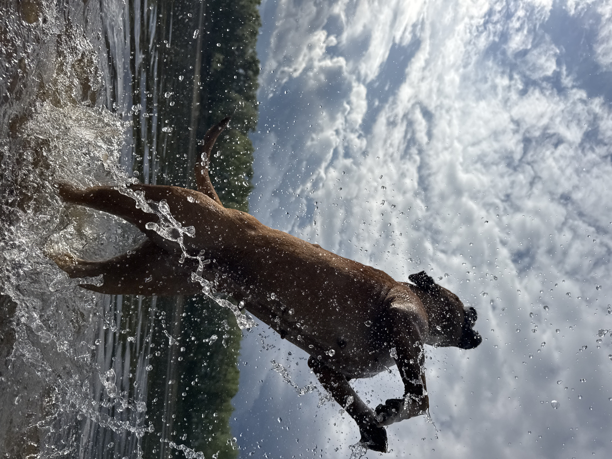 A brown dog is captured mid-air, leaping out of the water with a large splash. The dog's body is angled upwards and to the right, with its hind legs still submerged and its front legs extended towards the sky. Water droplets are frozen in motion around the dog, creating a dynamic visual effect. The background consists of a dark, cloudy sky with patches of blue peeking through, and a line of green trees bordering a body of water. The location is identified as the Kama River in Chaikovsky, Russia.