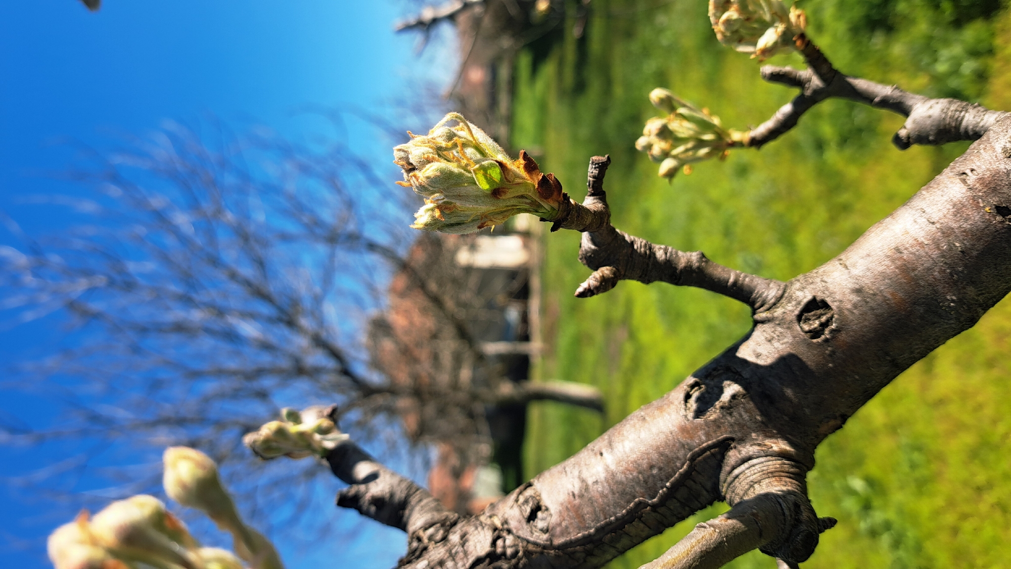 A close-up shot shows a branch of a tree with buds beginning to sprout. The bark is rough and textured. In the background, out of focus, there is a lawn, other trees, and a building. The sky is bright blue.