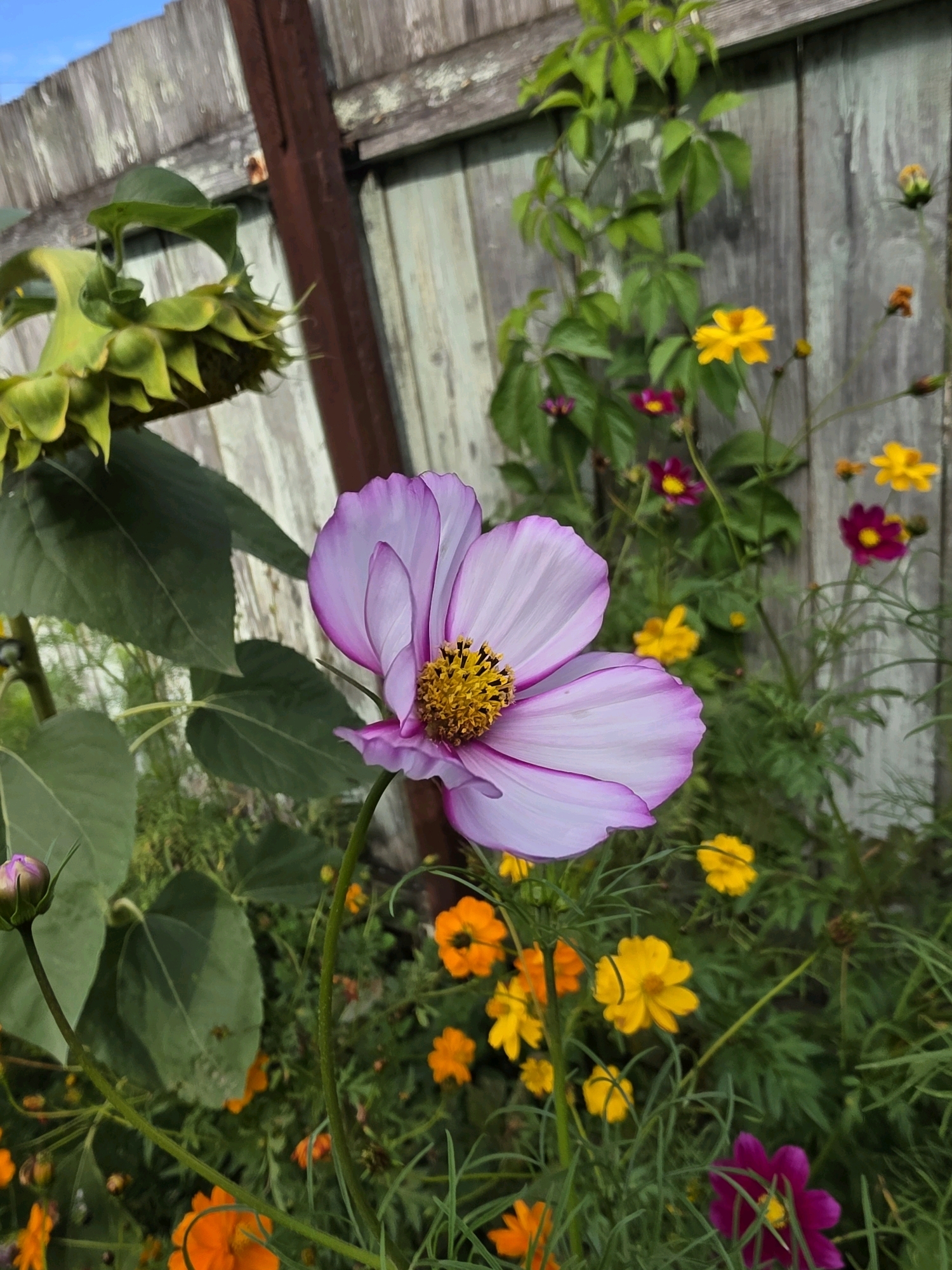 A close-up, eye-level shot captures a variety of flowers in bloom, set against a weathered wooden fence. In the foreground, a large, light purple and white cosmos flower with a yellow center is in focus. To its left, a large, green sunflower head is partially visible, tilted downwards. Behind the cosmos, a dense cluster of smaller flowers in shades of yellow, orange, and deep pink are scattered amongst green foliage. A green vine with multiple leaves climbs the fence in the mid-ground. The wooden fence, oriented horizontally, shows signs of age with chipped paint and a rustic texture. The background consists of a bright blue sky. The scene appears to be an outdoor garden setting, possibly in the city of Rechitsa, Russia, given the context provided. There are no people or animals visible in the image.