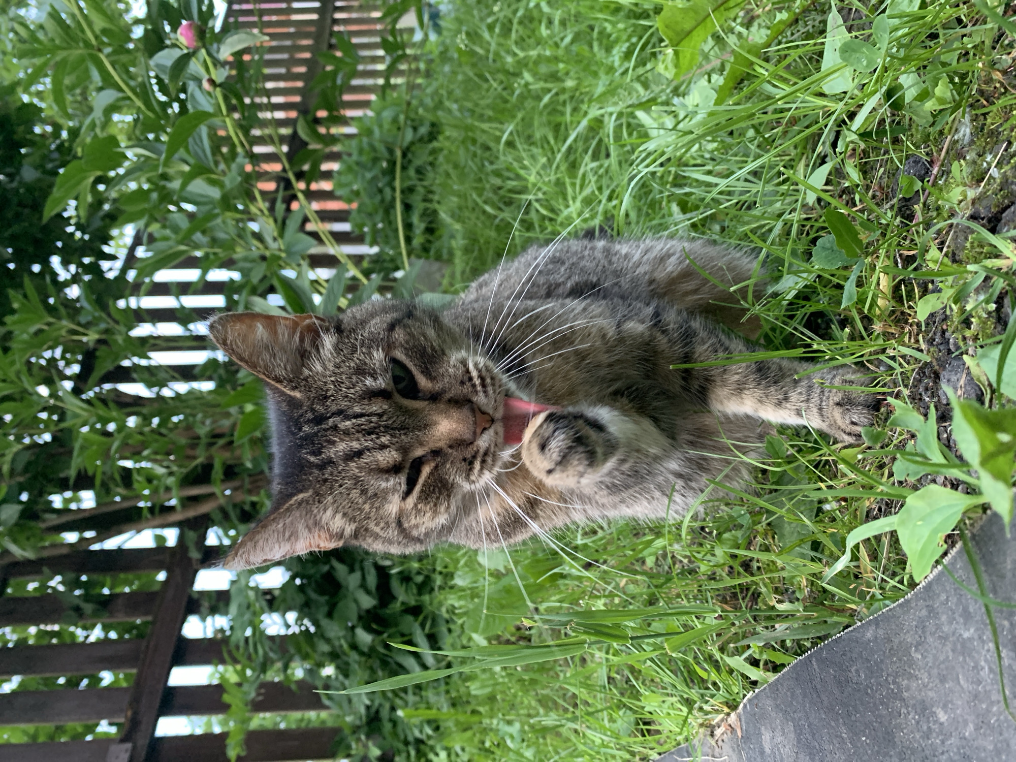 A tabby cat is shown in a grassy area with a wooden fence in the background. The cat is grooming itself, licking its paw. The environment is outdoors, suggesting a backyard or garden setting. The image captures a moment of natural behavior of the animal in its surroundings. There are no people or any identifying landmarks of Gatchina, Russia visible in the image.