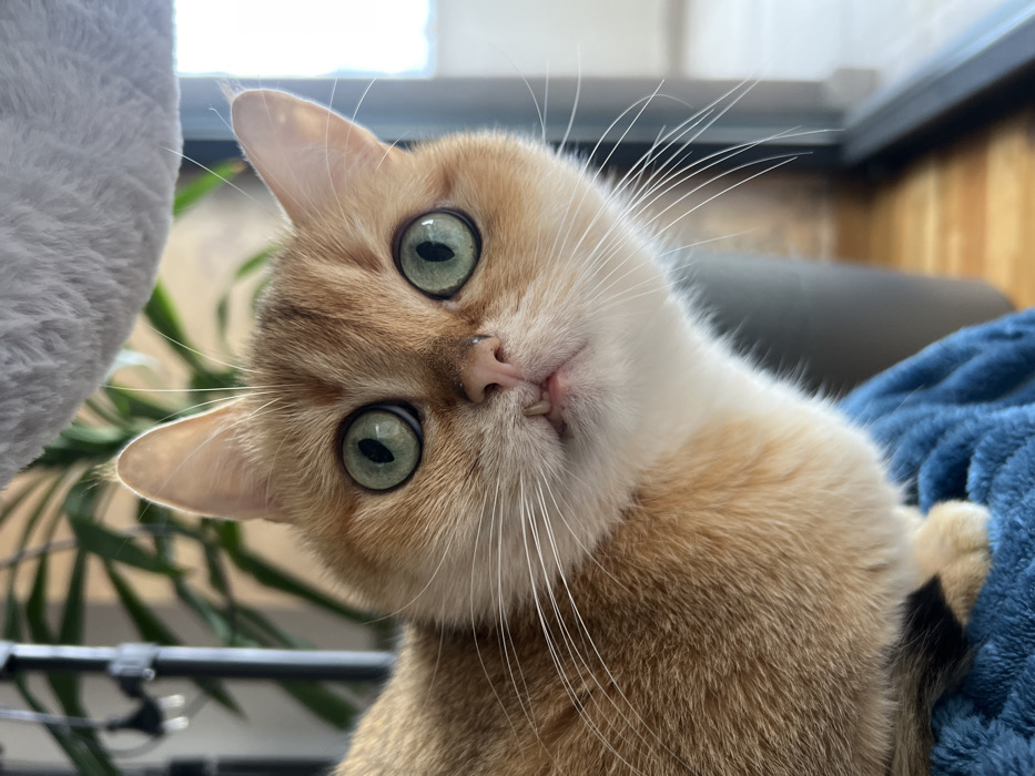 A close-up, headshot-style image depicts a domestic short-haired cat with golden-ginger fur on its head and body, transitioning to white on its chest and underside. The cat has large, round, widely dilated black pupils set within striking bright green-blue irises. Its pink nose is slightly visible, and its mouth is slightly open, revealing two small lower incisors and the tip of a pink tongue. Long, white vibrissae (whiskers) extend prominently from its muzzle. The cat's ears are erect and pointed. Its front paws are partially visible, resting on a textured, ribbed blue fabric surface, likely a blanket or cushion. The background is softly blurred, showing elements of an indoor environment: a fuzzy, light-colored object (possibly part of a cat tree) in the upper right, a green leafy houseplant with a dark support structure in the mid-left, and a bright window or doorway to the right, indicating natural light. The scene is observed in an indoor domestic setting in Bar, Montenegro.