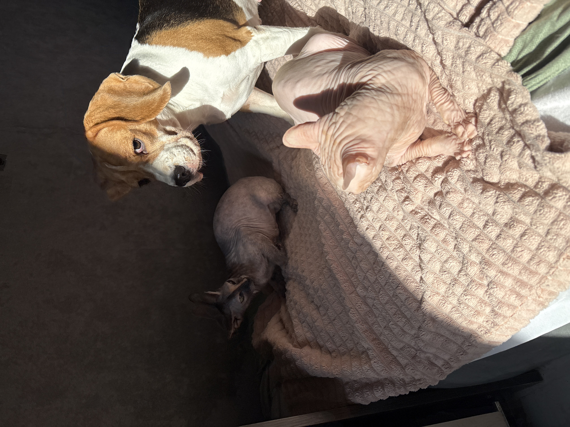 A high-angle, indoor photograph shows a beagle dog and two hairless cats on a textured, light pink blanket. The beagle is in the upper left corner of the frame, with its head angled upward toward the camera. One cat is curled up on the blanket near the dog. The other cat is on the lower left side of the image. The cats' skin appears wrinkly. The animals are in an area that is partly illuminated by direct sunlight. The other part is a dark shadow. The location appears to be in a residence in Марковский, Russia.