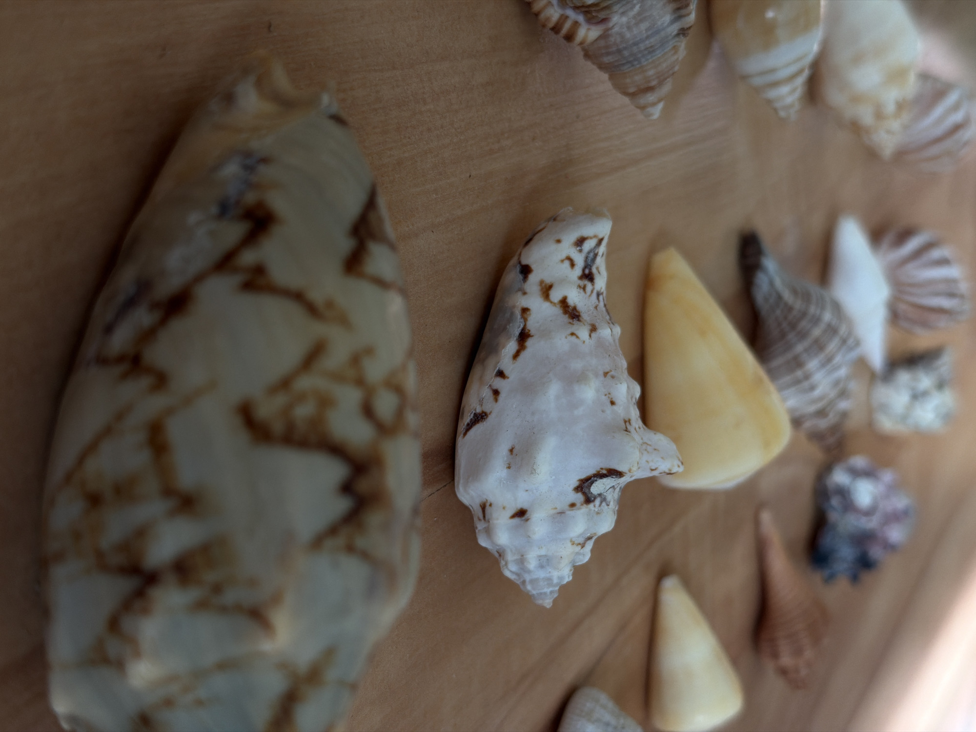 The image depicts a collection of seashells arranged on a wooden surface. The shells vary in size, shape, and color, ranging from large, patterned shells to smaller, cone-shaped ones. Some shells appear to be organized in a semi-circular or curved arrangement. The location in the city of Kamyshin, Russia is not evident from the image.