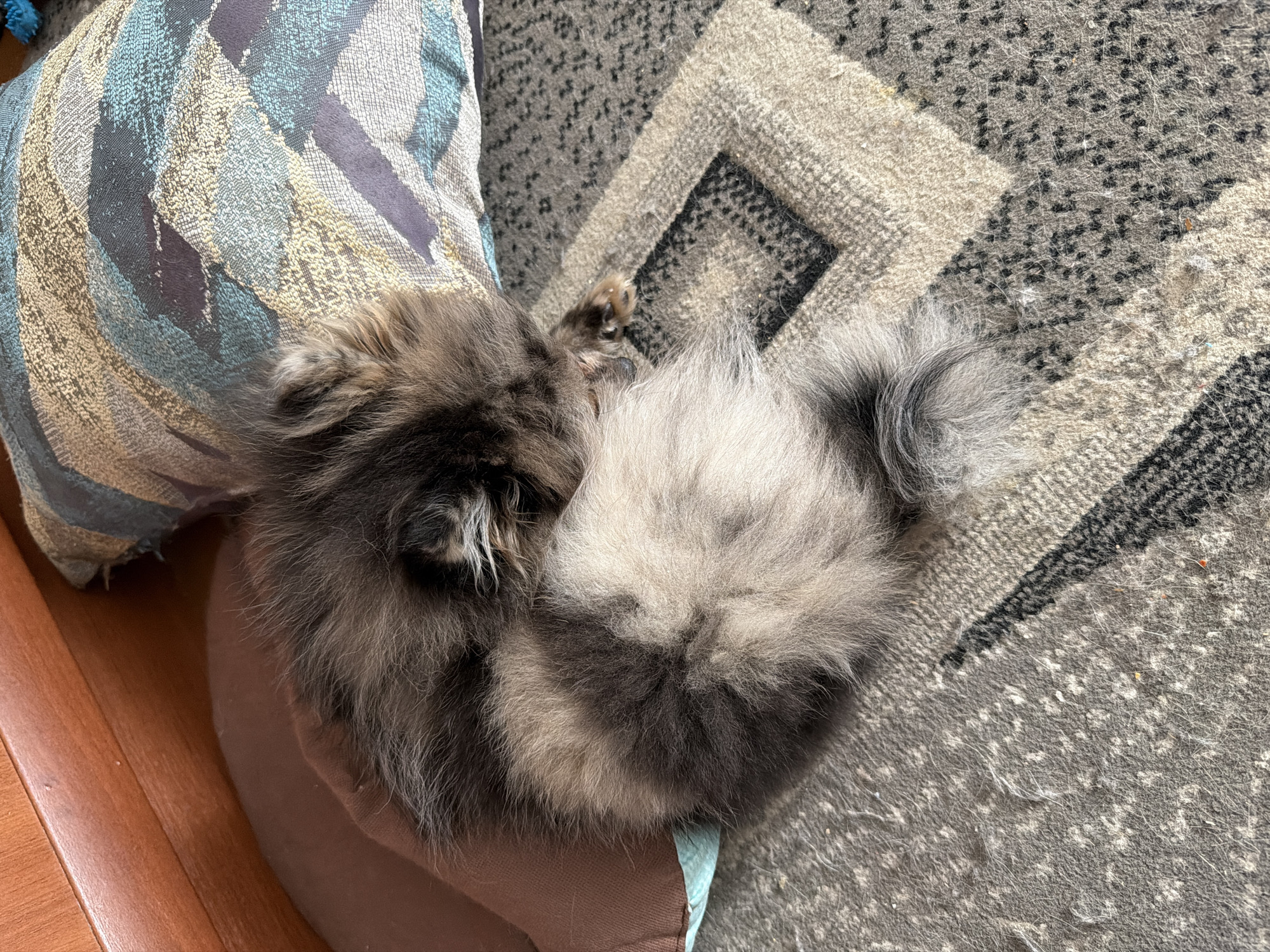 A fluffy, gray and black Pomeranian dog is curled up sleeping on a patterned rug. The dog's tail is wrapped around its body, and its head is tucked into its chest. The dog is lying on a brown pillow, which is on top of the rug. In the background, there is a wooden surface and a patterned pillow. The scene appears to be indoors.