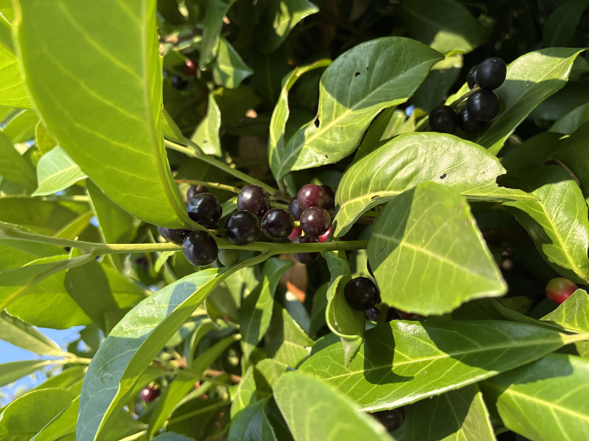 The image shows a close-up view of a plant with glossy green leaves and clusters of dark purple berries. Some of the berries are round and smooth, while others appear slightly elongated or have a deep red hue, suggesting they are in different stages of ripeness. The leaves are ovate with serrated edges and prominent veins, and they are catching the sunlight, creating bright highlights and some shadow. The background consists of more foliage and a bright blue sky, indicating an outdoor setting on a sunny day. The berries are growing on thin stems amongst the leaves. The location is identified as being in the city of Chelmsford, United Kingdom.