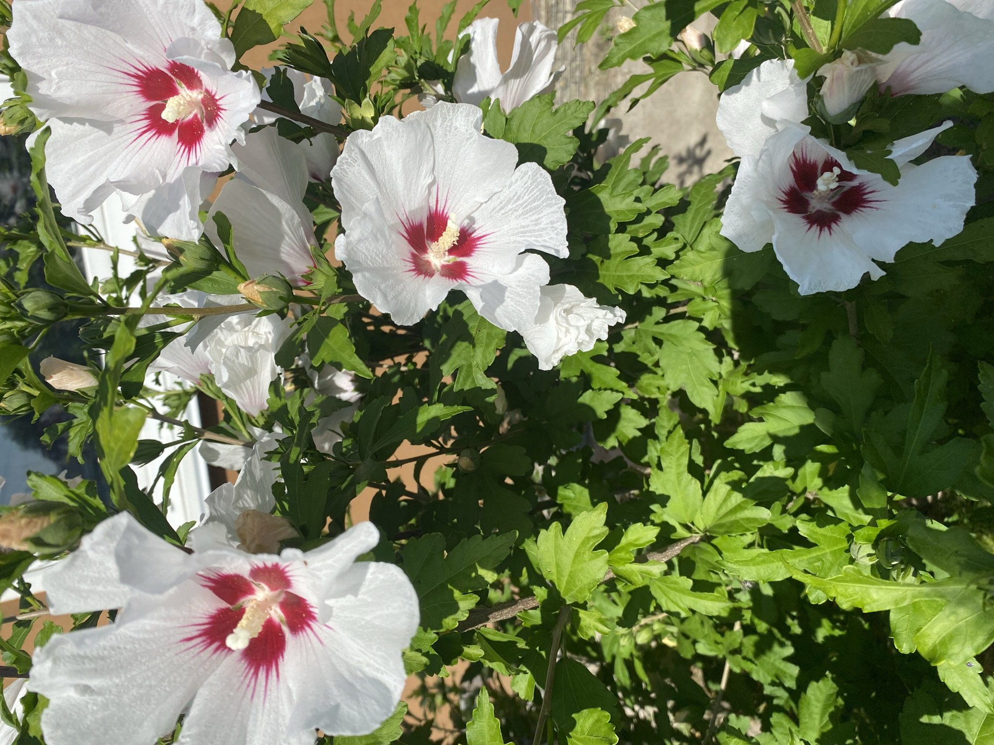 This is a close-up, eye-level, outdoor shot of a Rose of Sharon bush in bloom, likely in Vasylkiv, Ukraine. The bush is covered in several large, white hibiscus-like flowers with deep red centers. The petals are crinkled and delicate, and the stamens are prominent and pale yellow. Lush green leaves with serrated edges surround the blossoms, and several flower buds are visible, some closed and green, others partially open and tinged with pink. Sunlight filters through the leaves, casting dappled shadows. In the blurred background, a light-colored building with windows and a reddish-brown wall are discernible. The ground appears to be a light grey paved surface. There are no people or animals present in the image.