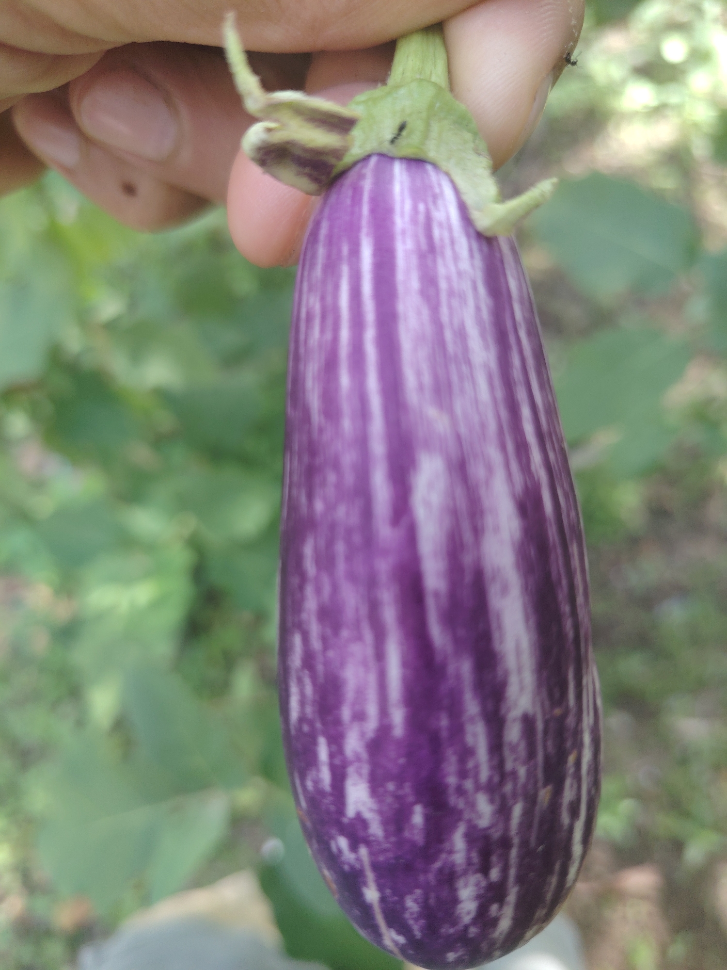 A close-up shot features a person's hand holding a single, elongated eggplant. The eggplant displays a vibrant purple hue with prominent, irregular white vertical stripes running from its calyx to its tip. The green calyx, or stem cap, is clearly visible at the top where it attaches to the eggplant, and a small, dark insect, possibly an ant, is visible on the stem.
Part of the person's hand, including fingers and a thumb, is visible, showing natural skin tones and fingernails. A small, dark mark, which could be a mole or a spot of dirt, is present on one of the fingers.
The background is softly blurred, revealing out-of-focus green foliage, suggesting an outdoor setting like a garden or farm. The lighting is natural, indicating it is daytime. The image captures the moment an eggplant is being held, possibly for inspection or harvesting. No text is visible in the image.