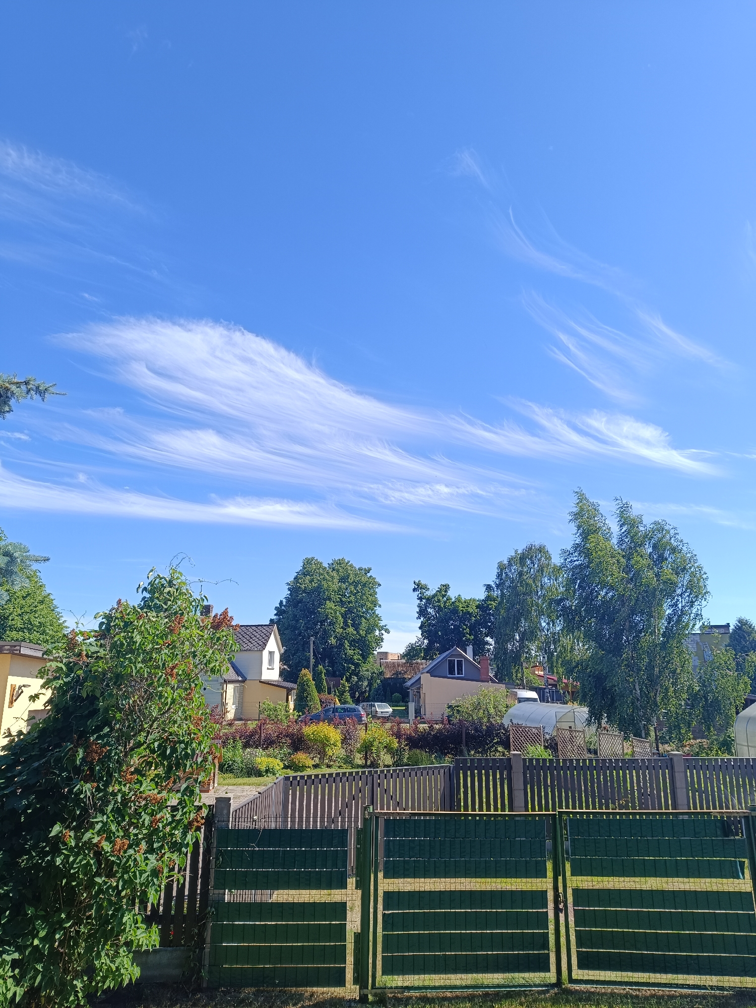 This image depicts a suburban or rural scene in Carnikava, Latvia, under a clear blue sky with wispy, feathery cirrus clouds. The bright sunlight suggests it is daytime, likely mid-morning to late afternoon. The foreground features a dense, leafy green bush with reddish-brown seed pods, casting shadows on a dark green metal fence with horizontal slats. Behind the bush and fence, several houses with pitched roofs are visible, along with mature trees that provide shade and greenery. One house is painted yellow, and another is white with a dark roof. A wooden picket fence runs along the property line behind the initial bush. In the middle ground, more houses and trees are present, and a dark-colored car is parked. A greenhouse structure can also be seen further in the background. The overall impression is one of a peaceful, sunny day in a residential area with abundant nature. No people are visible in the image, and there is no visible text.