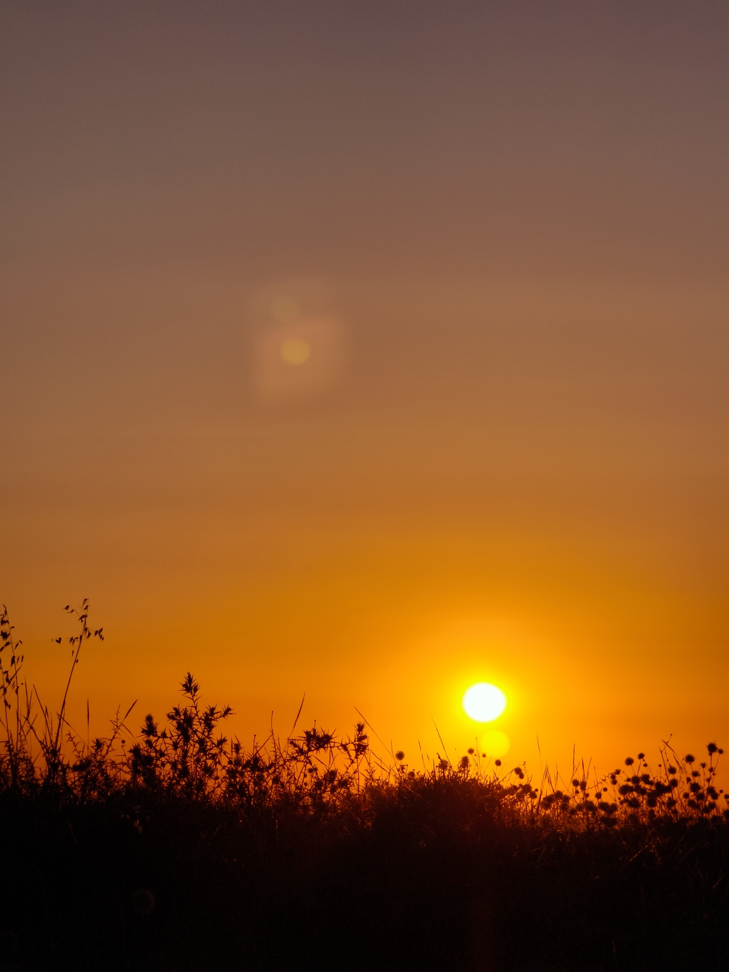 A vertical, low-angle shot captures the silhouette of tall grass and thorny plants against a vibrant sunset in Be'er-Sheva, Israel. The sun, a bright white orb, is positioned in the right half of the frame, casting a warm orange and yellow glow across the sky. A faint lens flare or another sun-like object is visible higher and to the left of the main sun. The sky transitions from a soft, dusky purple at the top to a fiery orange near the horizon. The foreground is dominated by the dark, sharp outlines of the vegetation, suggesting a natural, open landscape. The overall mood is serene and peaceful, with the dramatic colors of the sunset evoking a sense of natural beauty. No text is visible in the image. The scene is indicative of either sunrise or sunset, given the intense colors and the sun's low position.