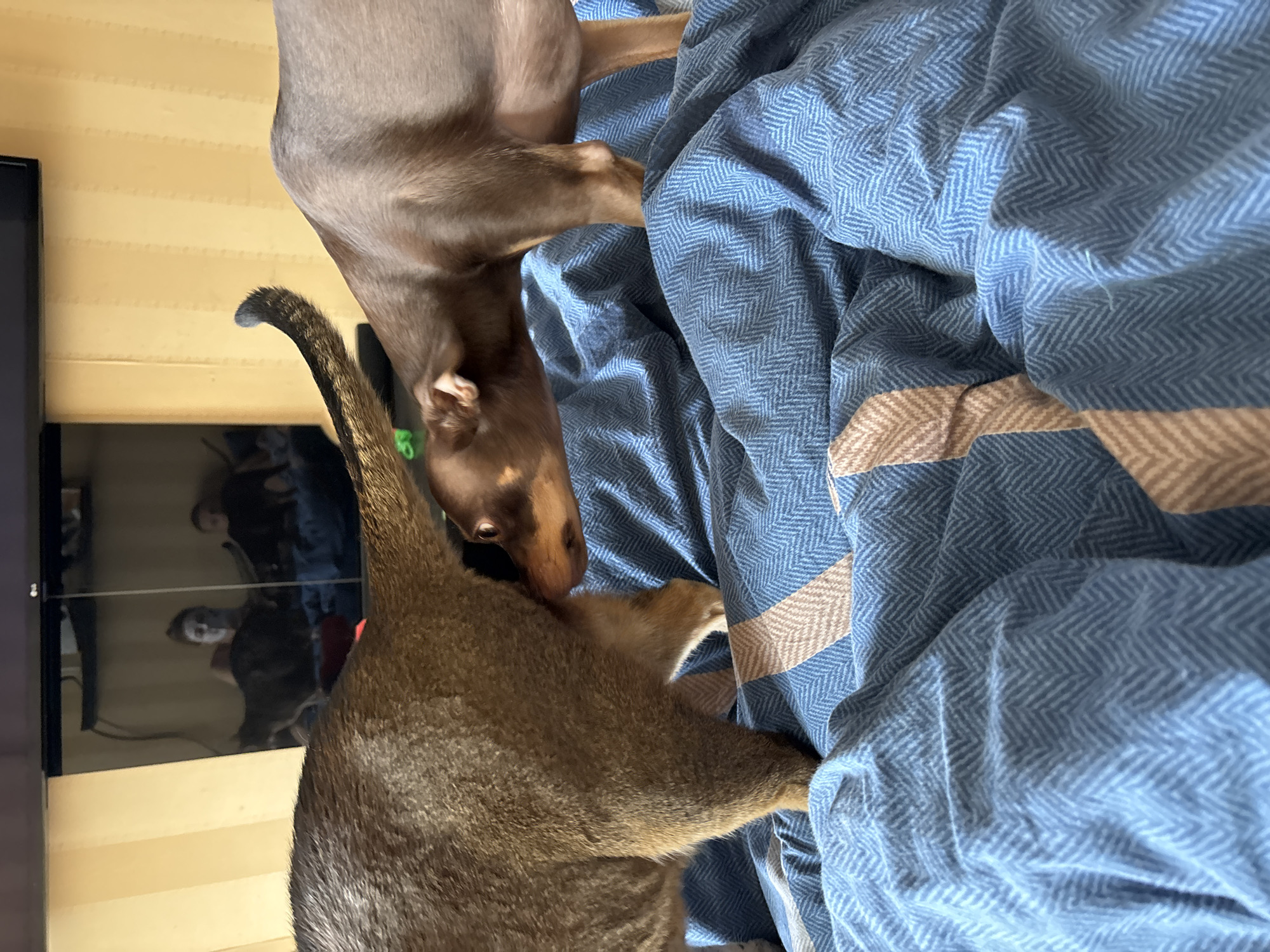 In an indoor setting, two domestic animals, a cat and a dog, are positioned on a blue, patterned blanket. The cat, a medium-sized feline with brown fur, is facing away from the camera, with its hindquarters and tail visible. The dog, a small breed with brown fur, is sniffing the cat's rear. The background shows a television screen displaying reflections of people, suggesting a living space. The overall scene is a close-up of an animal interaction on a bed. The location is an apartment in the city of Khimki, Russia.