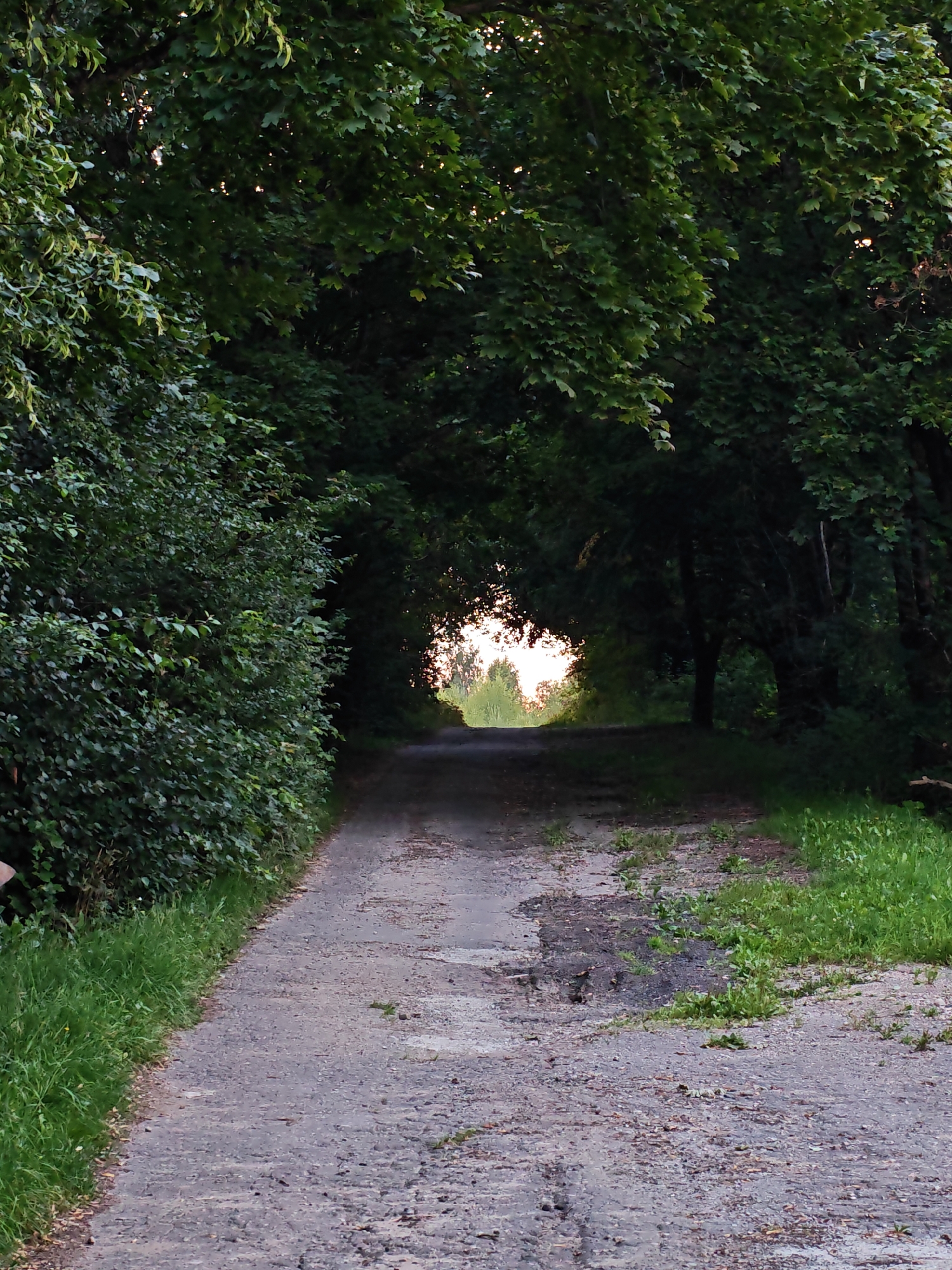 The image depicts a tree-lined dirt road in a rural setting, likely within the Валожынскі сельскі Савет, Belarus. Lush green foliage from trees overhangs the path, creating a natural tunnel effect. Sunlight filters through the leaves and illuminates the end of the road, suggesting it leads to an open area. The road surface appears worn and uneven, with patches of gravel and some debris scattered about. The surrounding environment is dominated by dense vegetation, with grass growing along the sides of the road. There are no people or animals visible in the frame. The scene conveys a sense of tranquility and natural beauty.