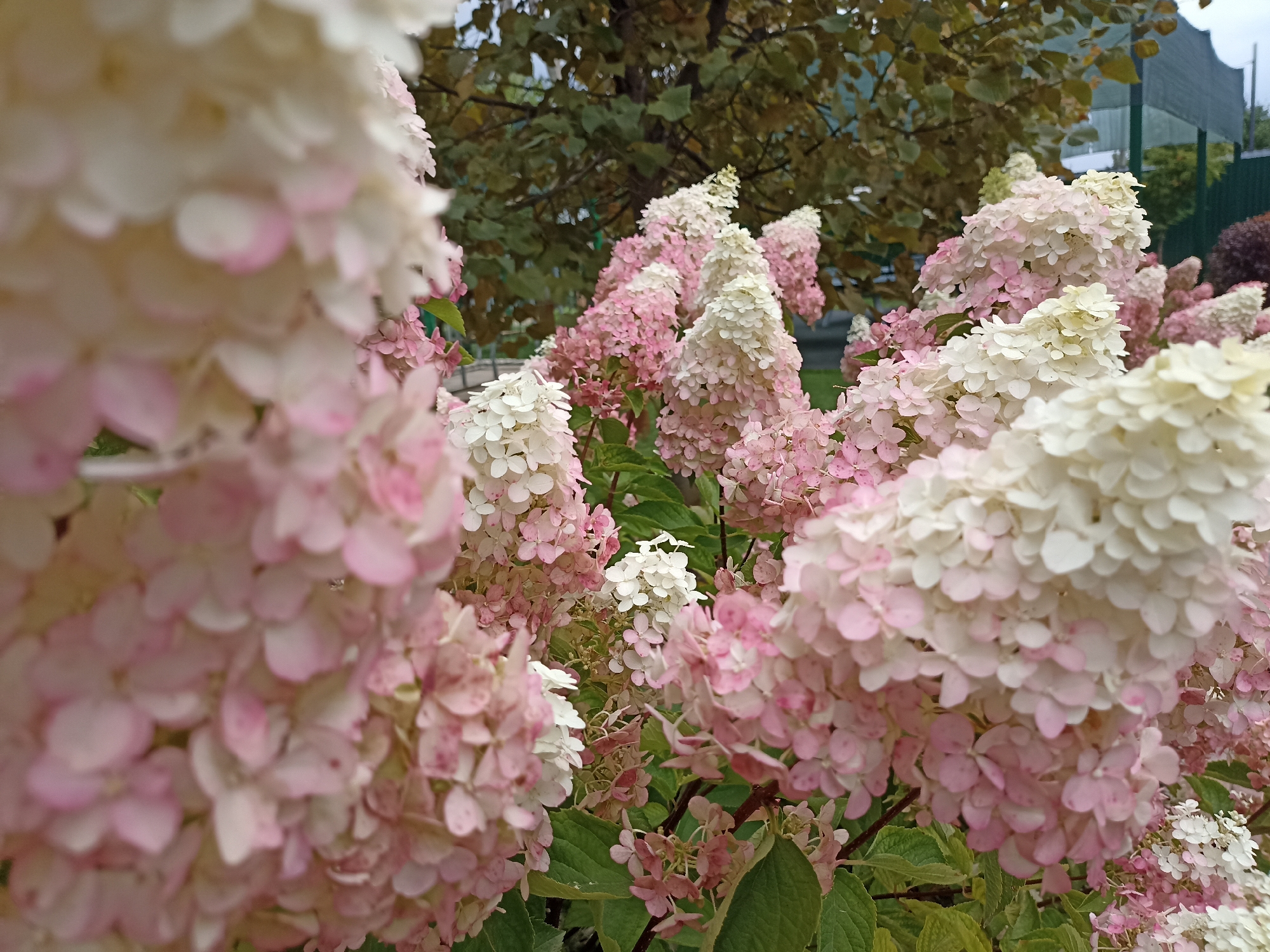 The image shows a close-up of blooming hydrangeas in shades of white and pink. The flowers are clustered in cone-shaped panicles and are densely packed together, creating a soft, textured appearance. Some of the flowers are a creamy white, while others have transitioned to a delicate pink hue, suggesting a natural color change as they mature. The background is slightly blurred, but hints of green foliage and tree branches can be seen, along with a green fence and a partial view of a structure, possibly a building or a shelter, with a green mesh roof. The overall impression is of a lush garden or park setting, likely in the city of Gavrilova Poljana, Russia, given the context. No people or specific actions are depicted.
