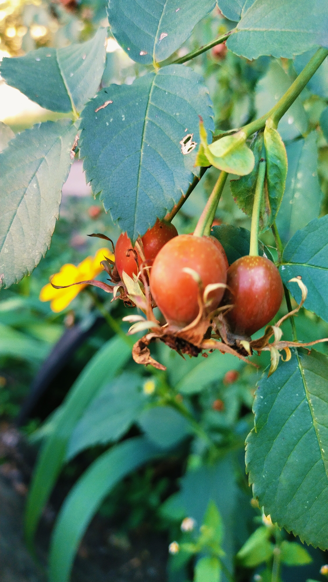 The image shows a close-up view of rose hips on a thorny branch. The rose hips are plump and reddish-orange, with some dried sepals still attached. They are clustered together on the stem, with green leaves and a hint of yellow flowers in the background. The lighting suggests it is daytime, with sunlight filtering through the foliage. The scene is natural, likely an outdoor garden or wild area. There is no indication of the city of Horishni Plavni, Ukraine, or any specific location within it. The image is a still photograph and does not depict any actions or interactions.