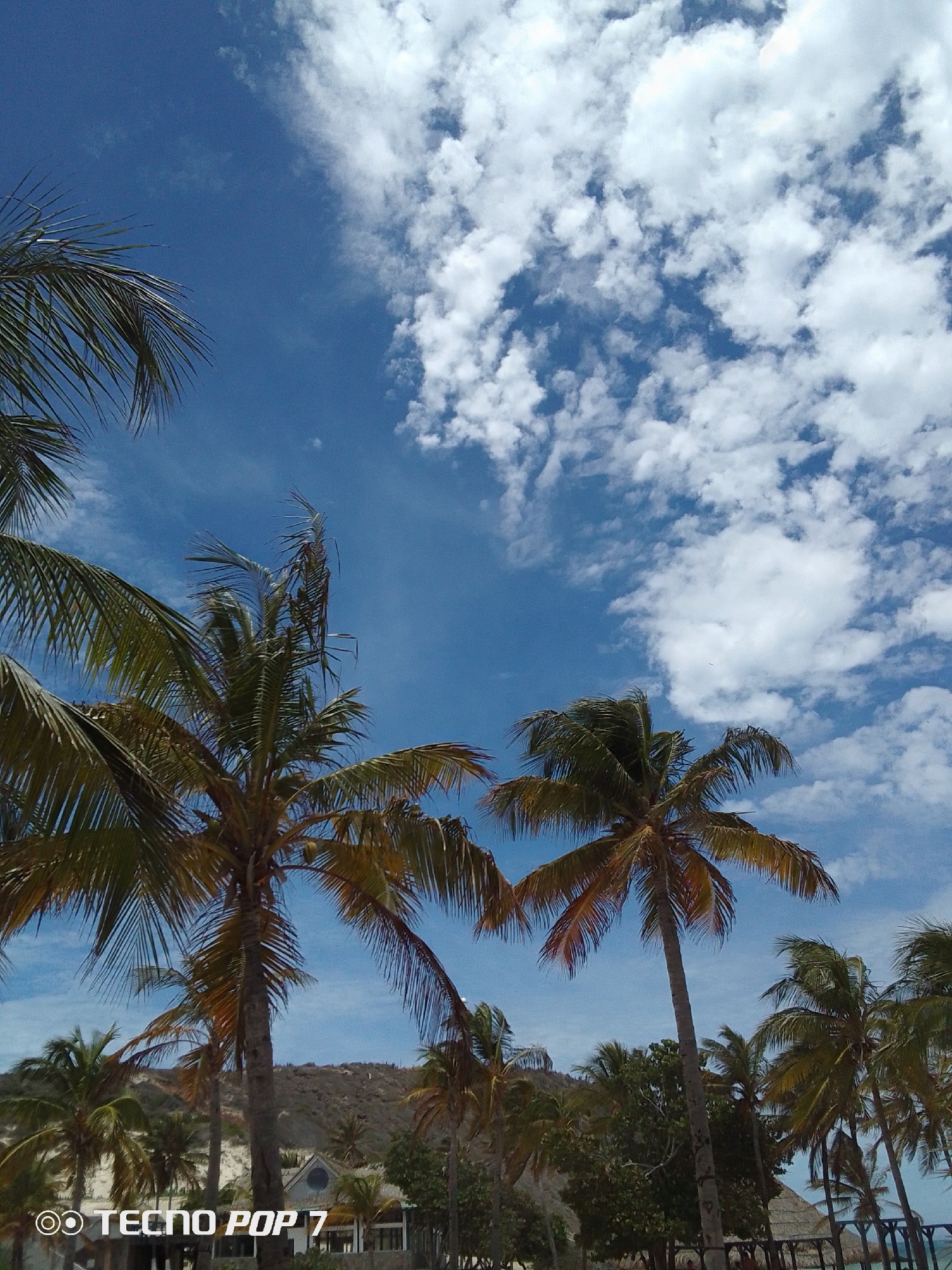 The image depicts a tropical scene in Pedro González, Venezuela, showcasing a partly cloudy blue sky above a landscape dotted with palm trees. The sky is filled with cumulus clouds, contrasting with the clear blue patches. In the foreground, several palm trees are prominently featured, their fronds extending towards the sky. Below the palm trees, glimpses of buildings and vegetation suggest a coastal or resort area. The camera watermark, "TECNO POP 7," is visible in the bottom left corner of the image.