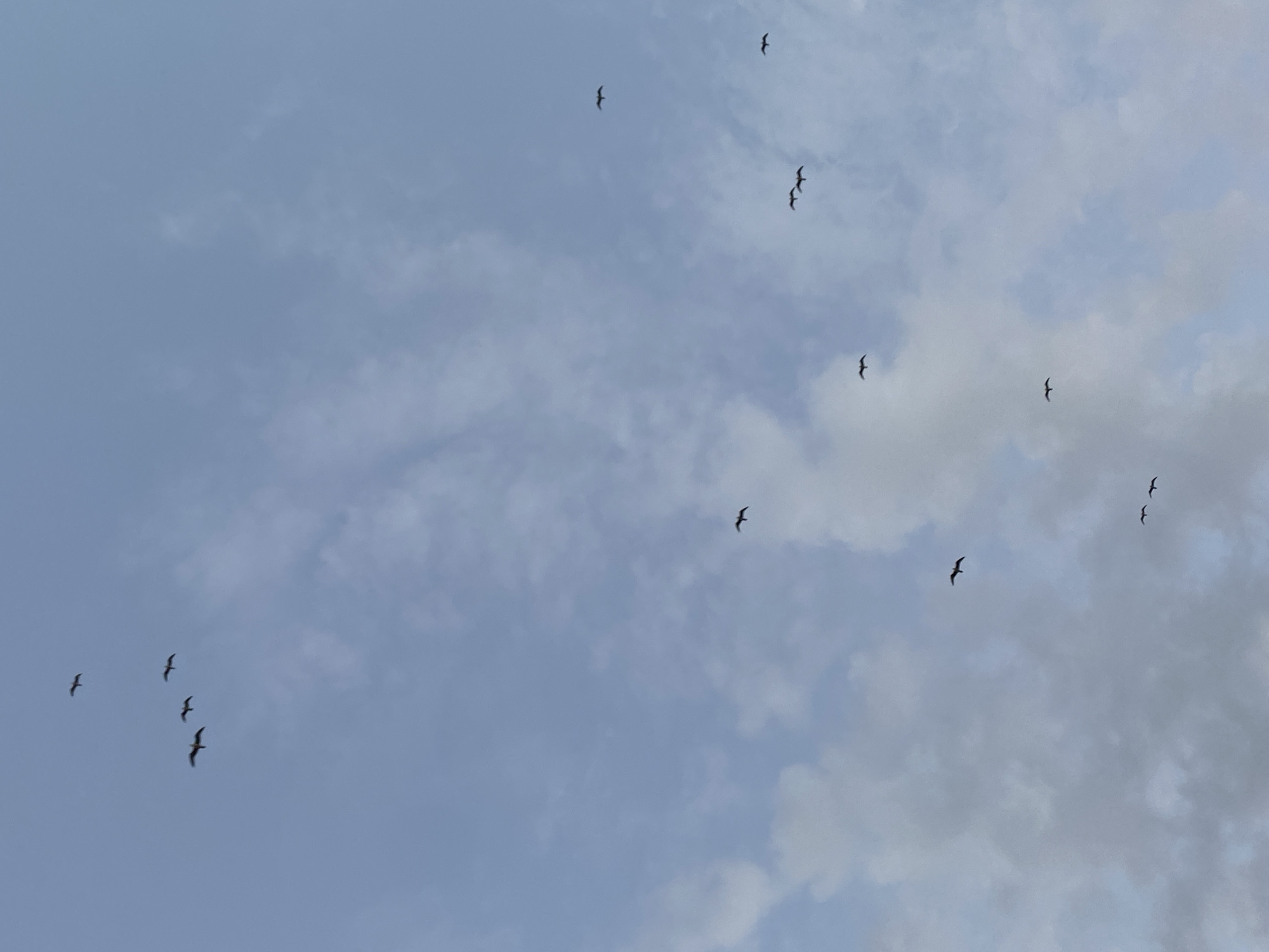 In Ureki, Georgia, a flock of twelve birds is captured in flight against a pale blue sky dotted with wispy white clouds. The birds are silhouetted and appear to be pelicans, distinguished by their broad wingspans and hooked beaks. They are dispersed across the frame, with some flying in small groups and others individually. The scene is one of natural beauty, with the vast expanse of the sky and the graceful movement of the birds.