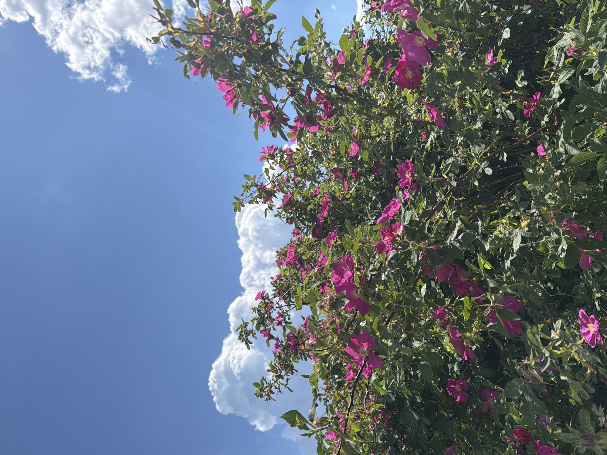 The image captures a vibrant outdoor scene dominated by a large flowering bush against a clear blue sky. The bush, densely populated with green leaves, features numerous bright pink or magenta five-petaled flowers scattered throughout its foliage. Sunlight illuminates the scene, highlighting the rich colors of the blossoms and leaves, with hints of sun rays visible through gaps in the branches.
The upper-left portion of the frame showcases a bright blue sky, indicating fair weather. Several white cumulus clouds are present, including a prominent, well-defined cloud formation in the mid-left, and smaller, wispy clouds higher up. The composition places the flowering bush on the right and bottom, with the sky occupying the left and upper sections. The scene suggests a bright daytime moment, likely in a natural setting like a garden or park.
There are no people, discernible activities, man-made objects, or visible text in the image. The overall impression is one of natural beauty and a sunny day.