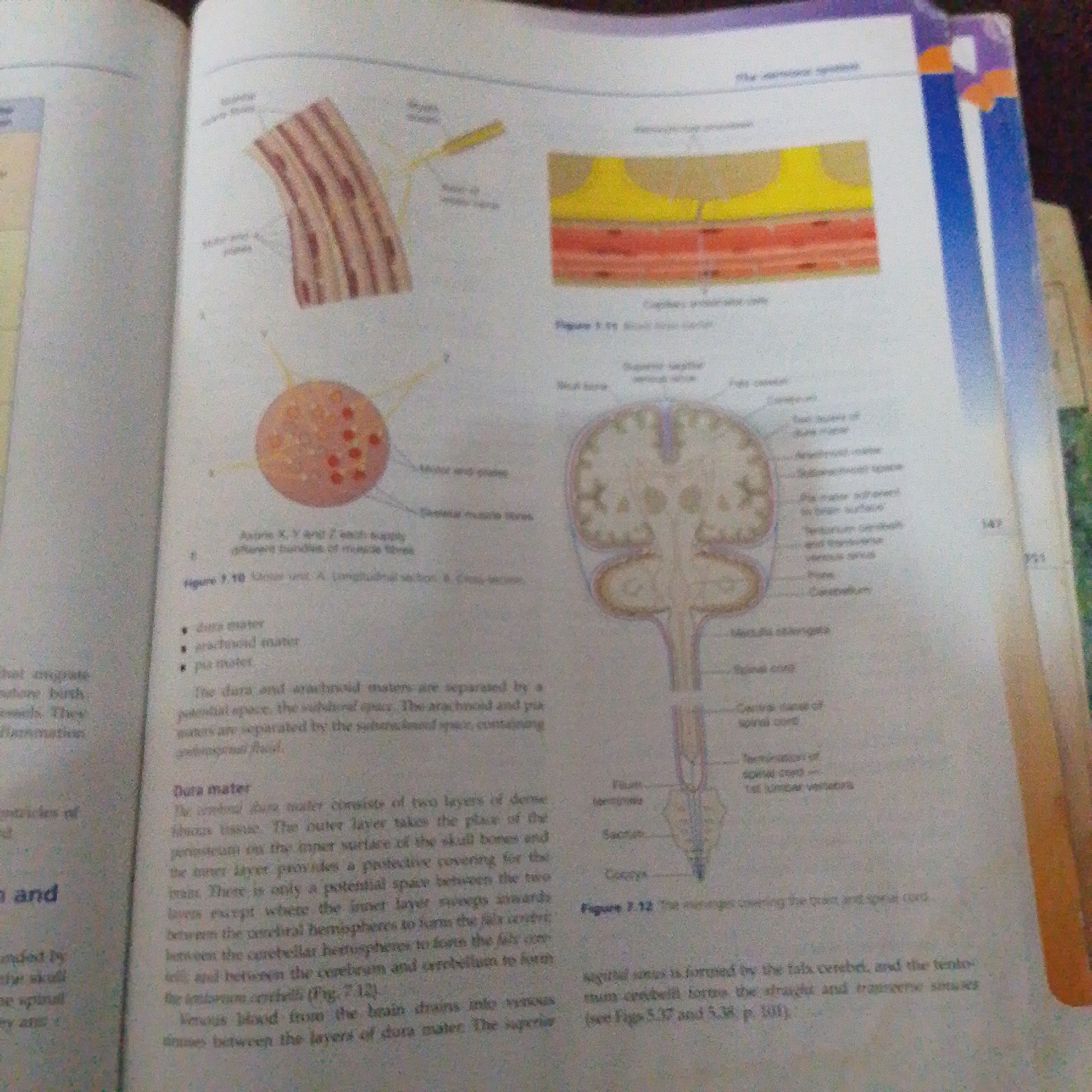 The image displays an open book with text and illustrations related to the human nervous system. The left page features a diagram of muscle fibers and a cross-section of what appears to be a blood vessel. The right page includes diagrams of the meninges, the protective layers of the brain and spinal cord, and a cross-section of the spinal cord. Text explains the dura mater, arachnoid mater, and pia mater, as well as venous sinuses and other anatomical features of the nervous system. Specific labels like "Dura mater," "Arachnoid mater," "Pia mater," "Spinal cord," and "Cerebellum" are visible. The illustrations are detailed and scientific in nature, suggesting an educational context, likely a textbook or study material. The lighting in the image is consistent with indoor lighting, and there are no strong environmental cues to indicate time of day or weather. The overall impression is one of academic study.