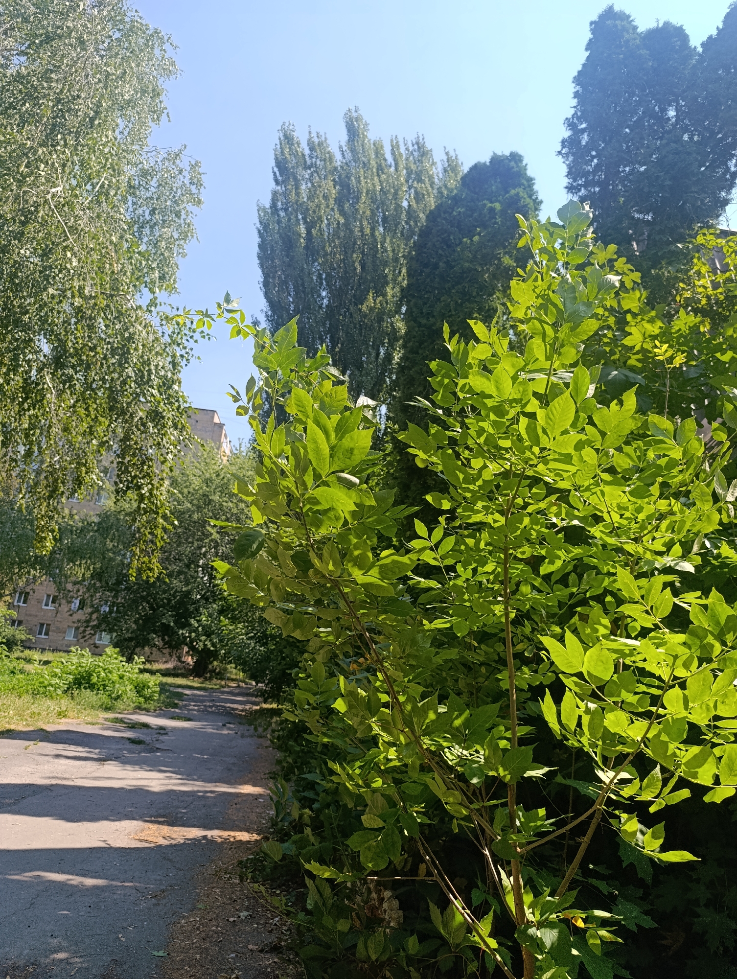The image shows a path bordered by lush green foliage in Bila Tserkva, Ukraine. Tall trees, including what appears to be a birch tree with its characteristic white bark, and a slender, dark green conifer, frame the scene. A multi-story residential building with numerous windows is visible behind the trees on the left. The path itself is paved with asphalt and shows signs of wear, with some patches of grass growing through. Sunlight casts dappled shadows across the path, indicating a bright, sunny day. In the foreground, a leafy green bush with vibrant, sunlit leaves dominates the right side of the frame. The sky above is a clear, bright blue.